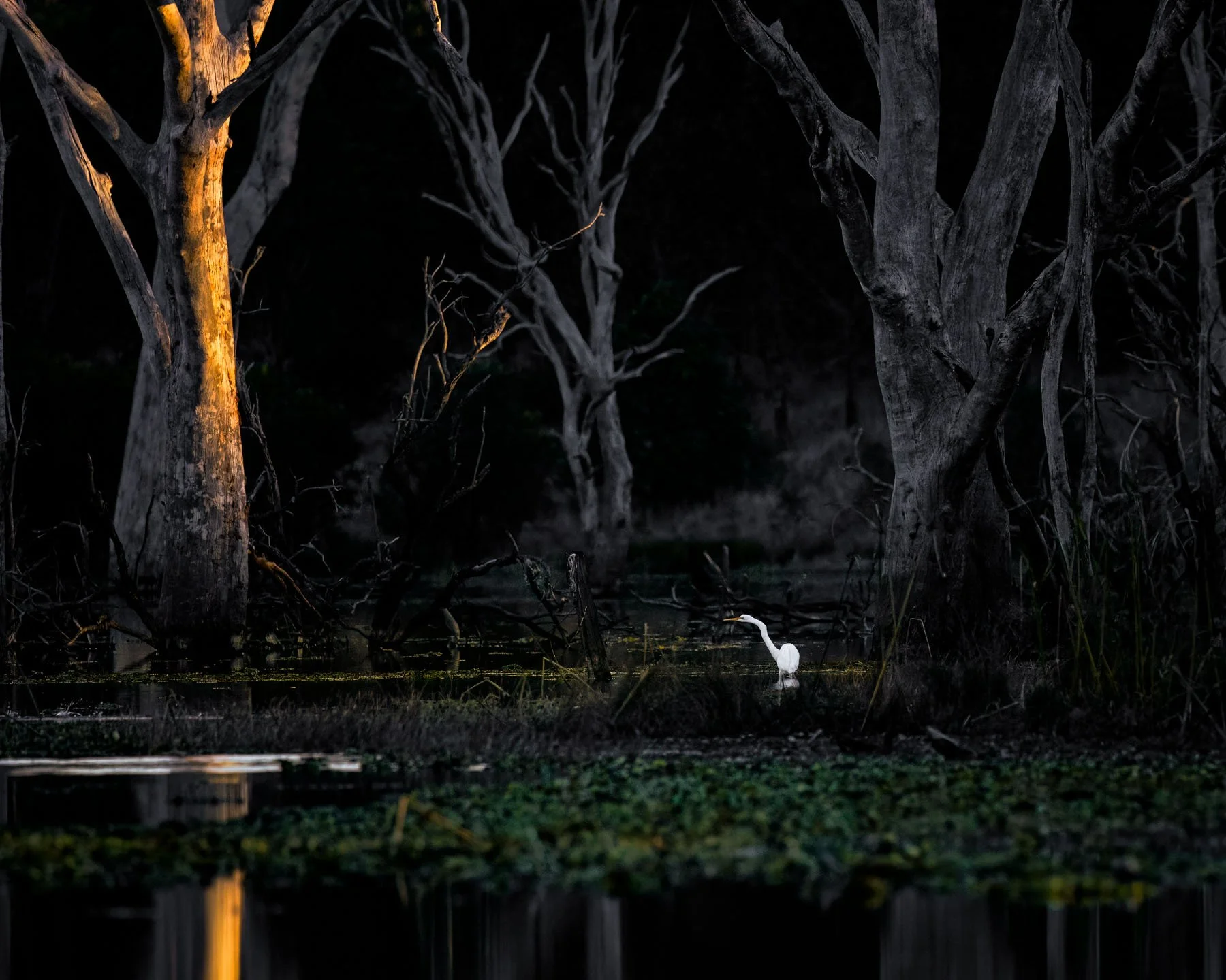 A lone Great Egret stands in the water as the light fades, with the last rays of the sun lighting up a nearby tree.