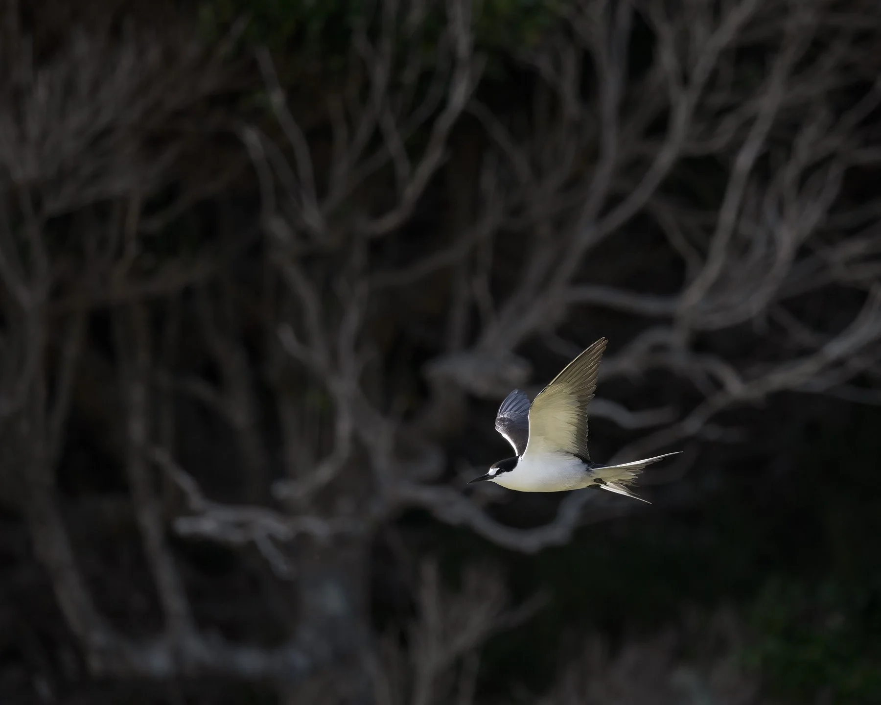 Moody photograph of a Sooty Tern flying against a dark background with ghostly shadows of dead trees.