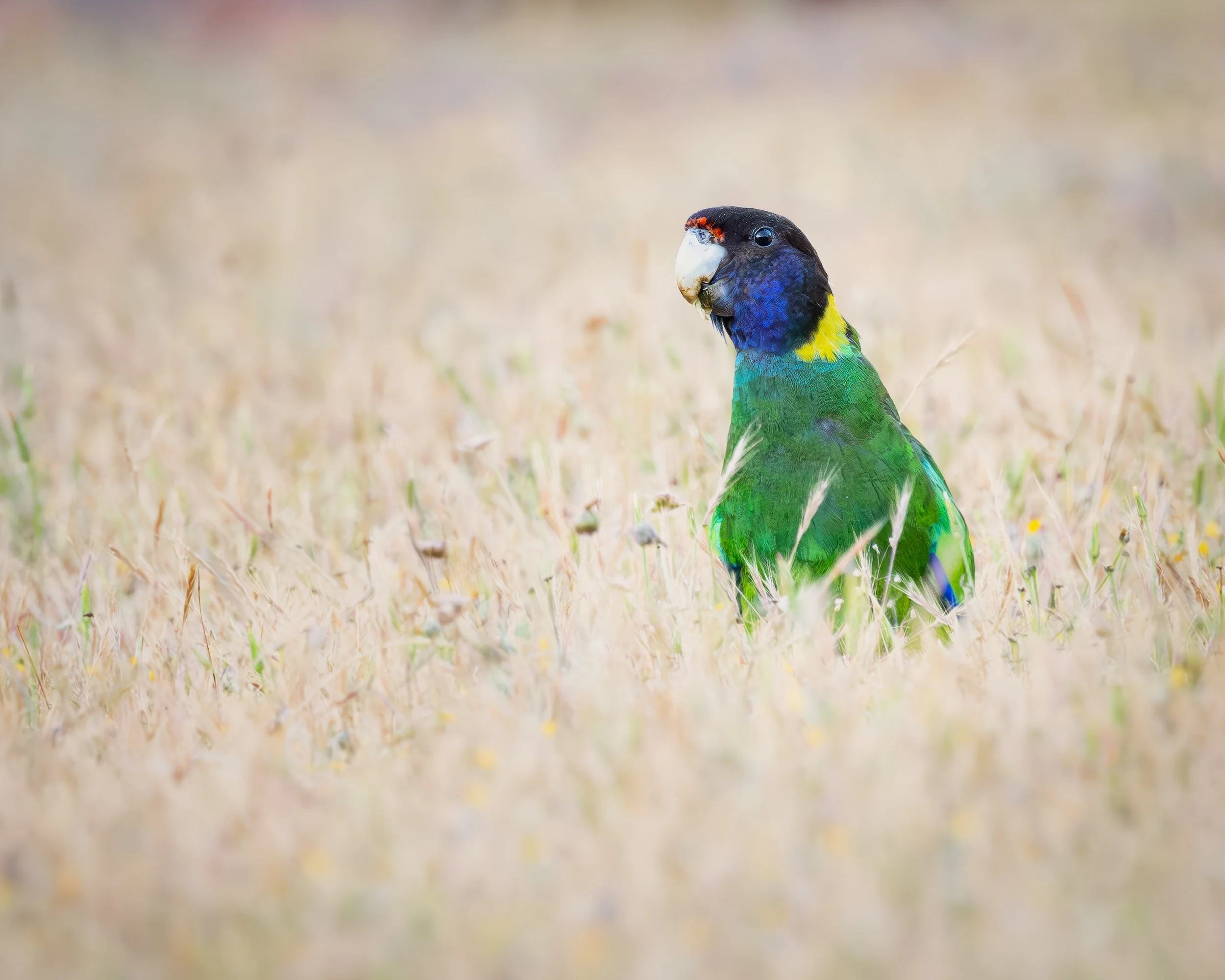 Ring neck parrot.jpg