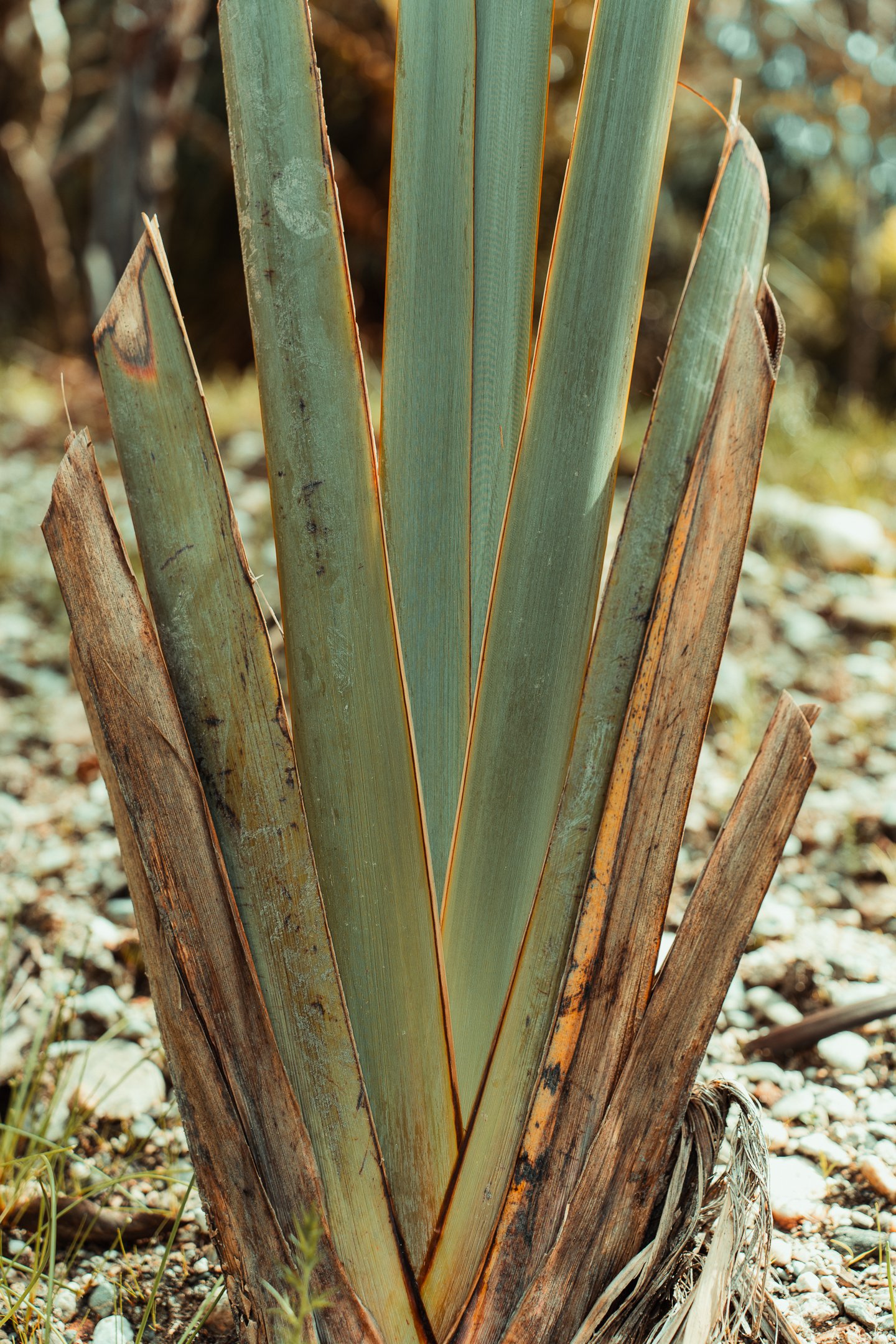 Harakeke cut for weaving
