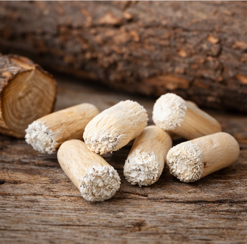 Shiitake Oak Tree Plugs