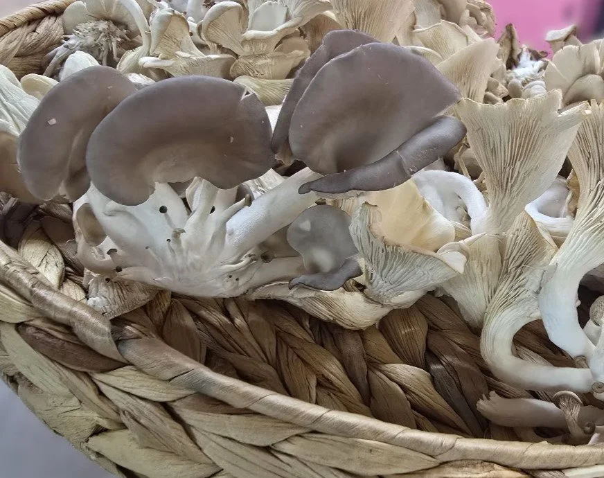 Fresh Blue Oyster Mushrooms