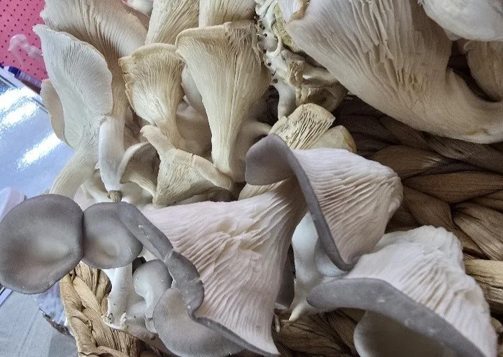 Dried Blue Oyster Mushrooms (Whole)