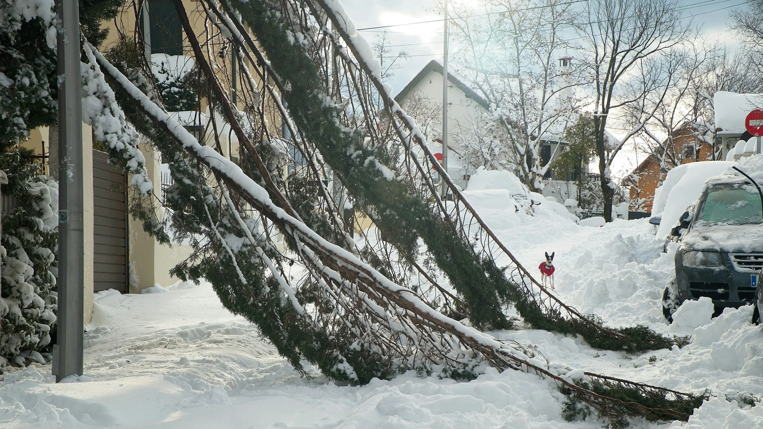 House with Trees down in front of the house