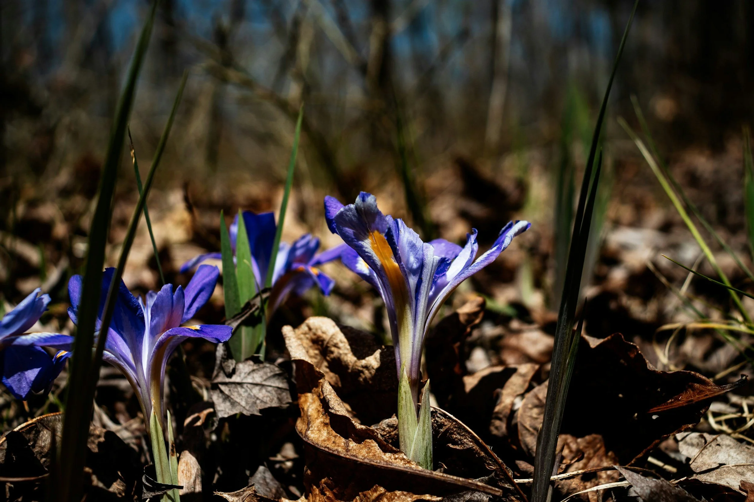 Spring Landscape Cleanup in Middle Tennessee: Get Your Property Ready for Growing Season