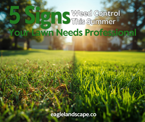 5 Signs Your Lawn Needs Professional Weed Control This Summer