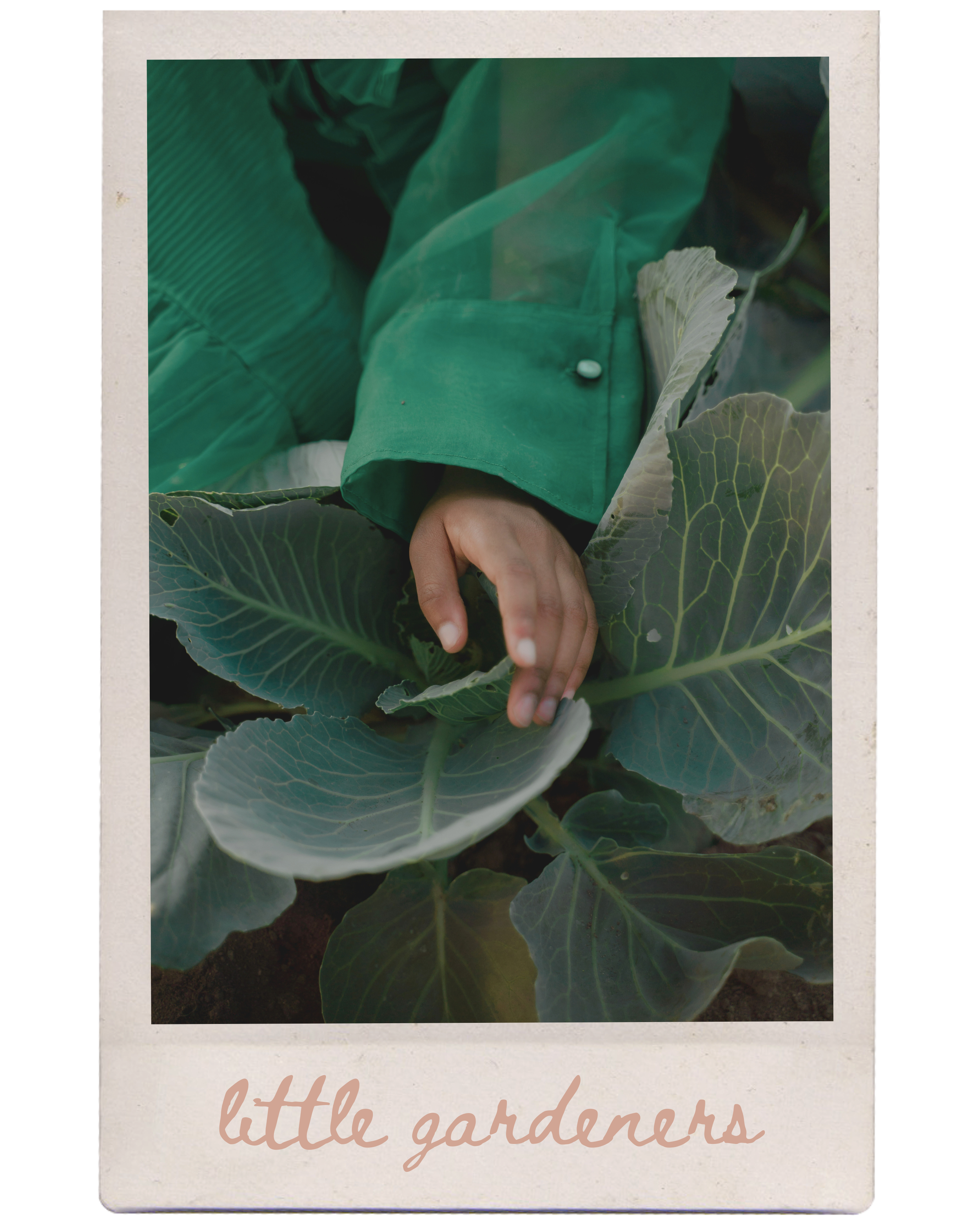 A person wearing a green jacket tending to a small garden with leafy vegetables, labeled 'little gardeners' at the bottom.