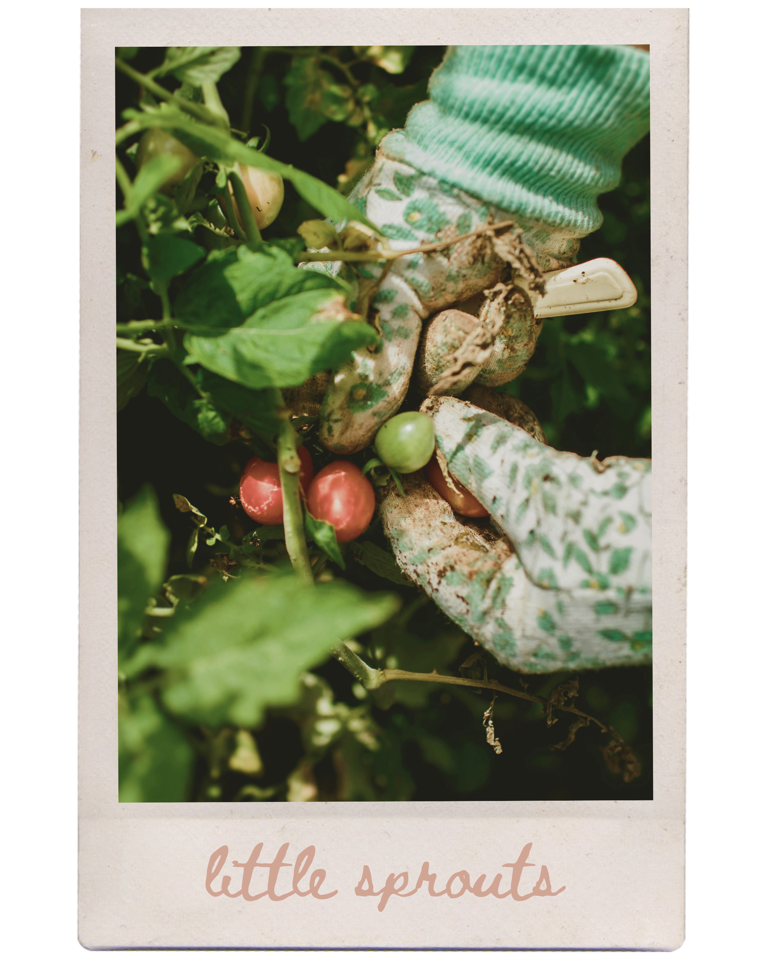 Journey from seed germination to the function of roots and stems. We focus on letter O, vowels, and concepts of time.