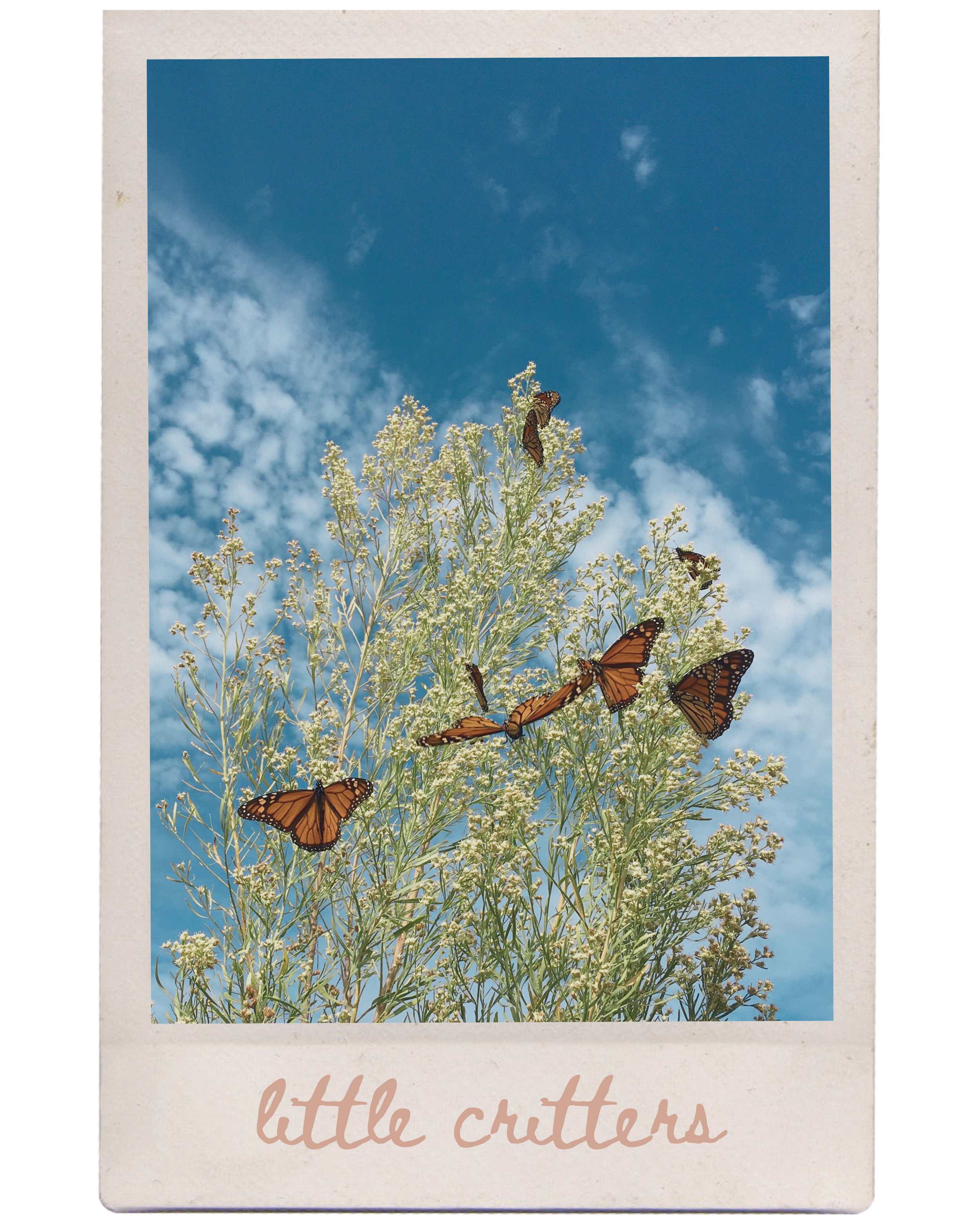 Discover the busy world of metamorphosis, pollination, and habitats. This unit introduces letters K, U, Y, Z and 2D shapes.