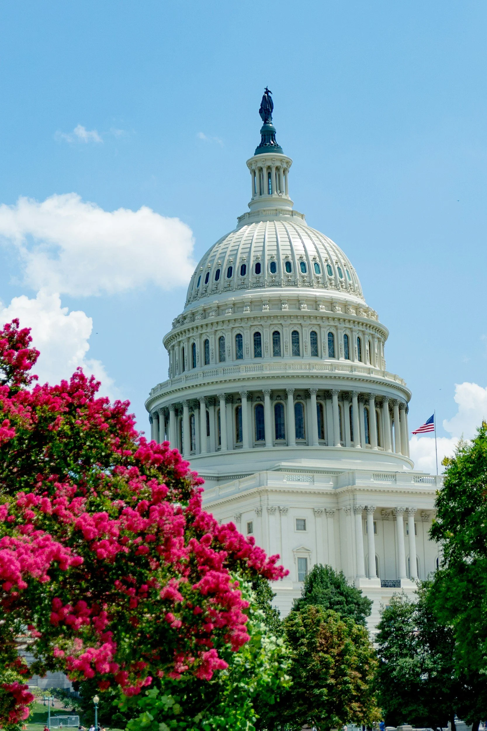 Picture of US Capitol behind blooming flowers on a nice sunny day