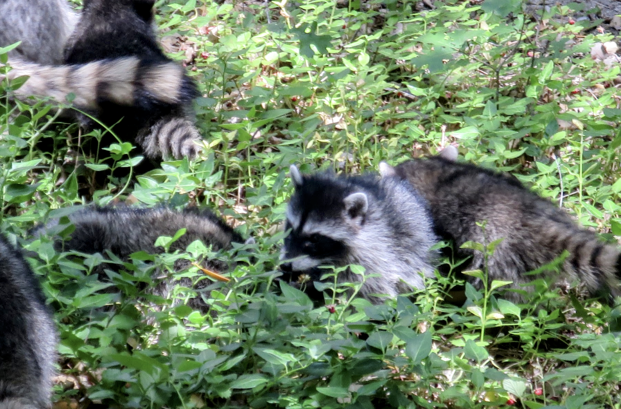 Screenshot 2025-08-21 171239.png