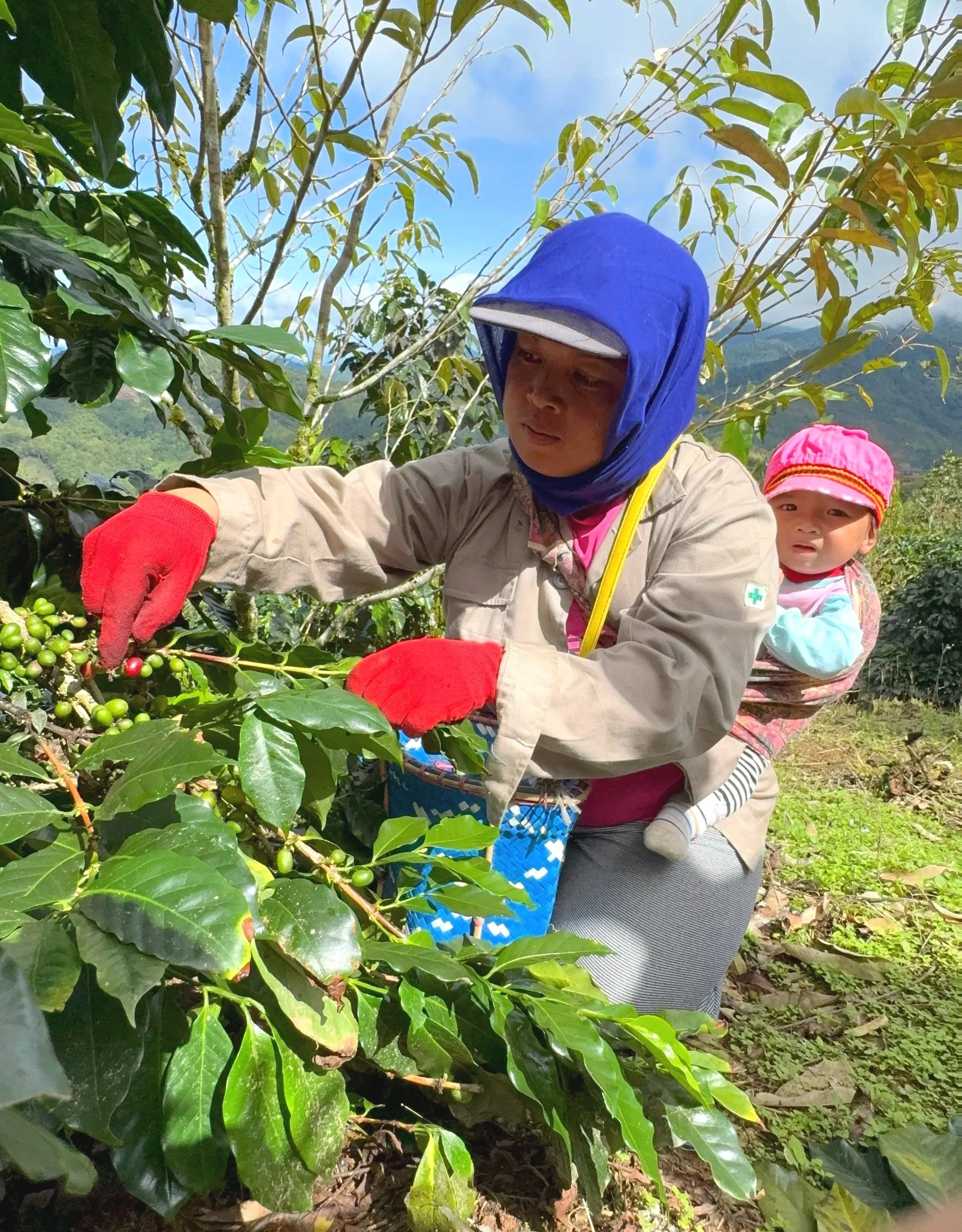 coffee picking, harvest, mothers, baby