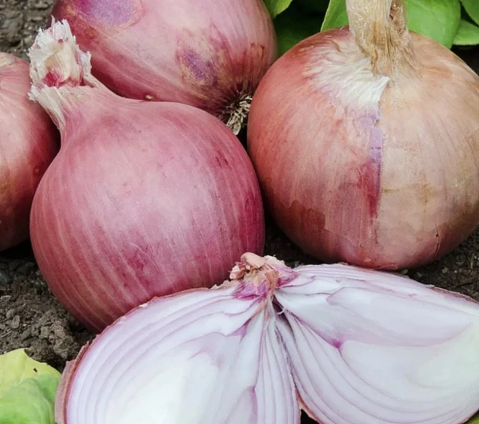 BLUSH Onion Starts (Bundle)