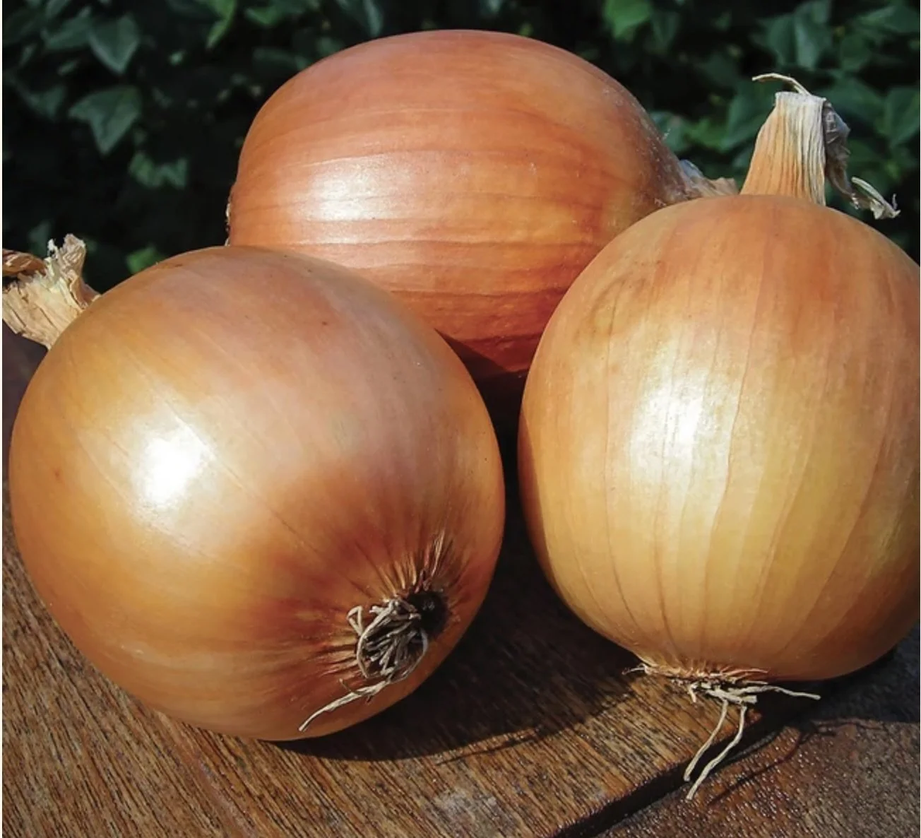 PATTERSON Onion Starts (Bundle)