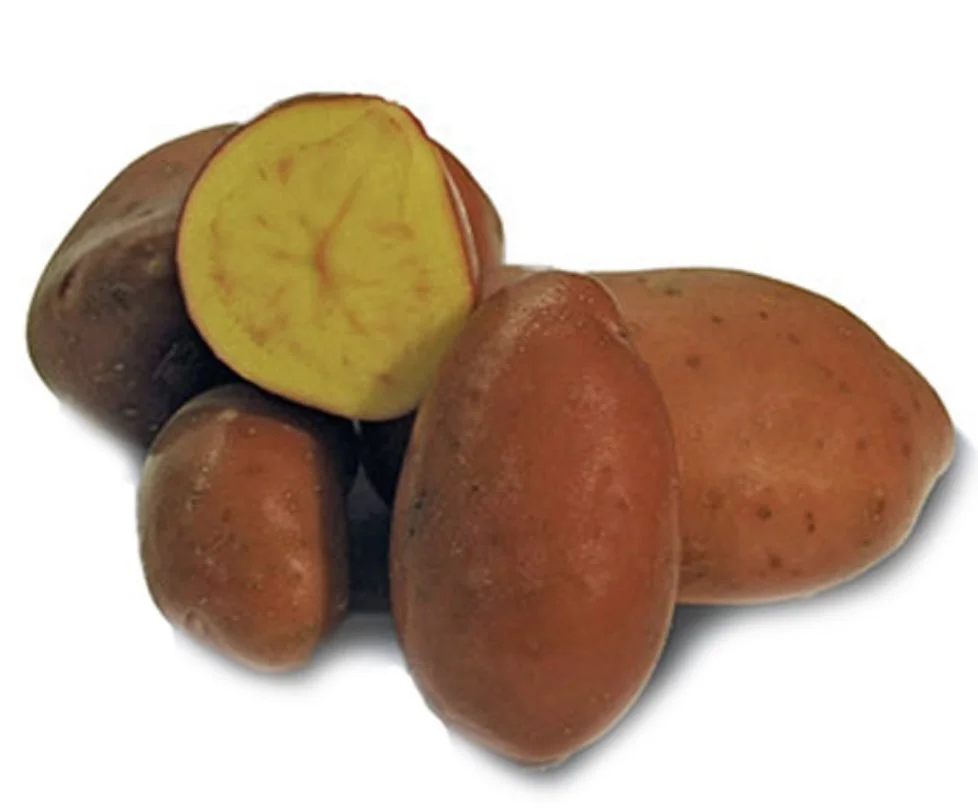 French Fingerling.jpg