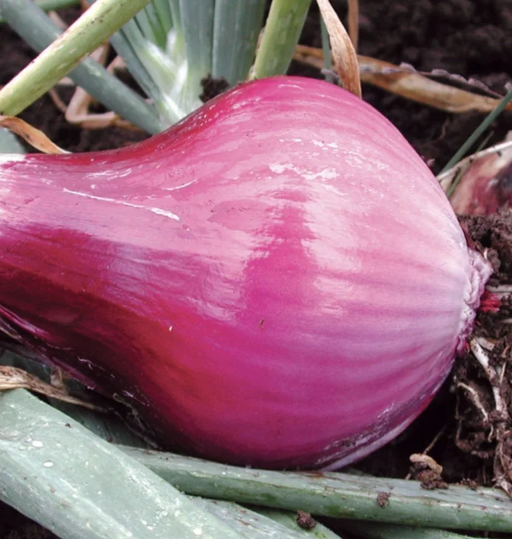 REDWING Onion Starts (Bundle)