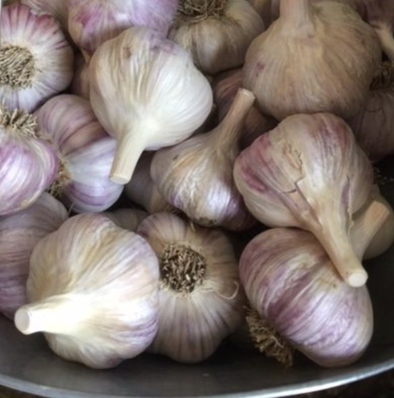 GARLIC BULBS