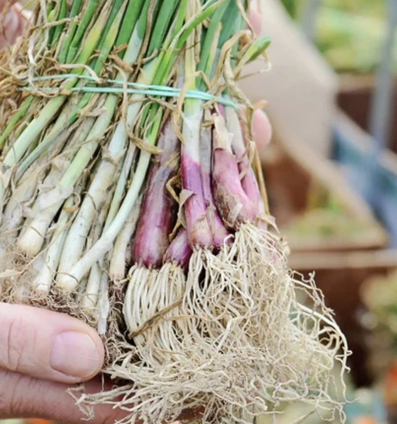 MIXED Onion Starts (Bundle)