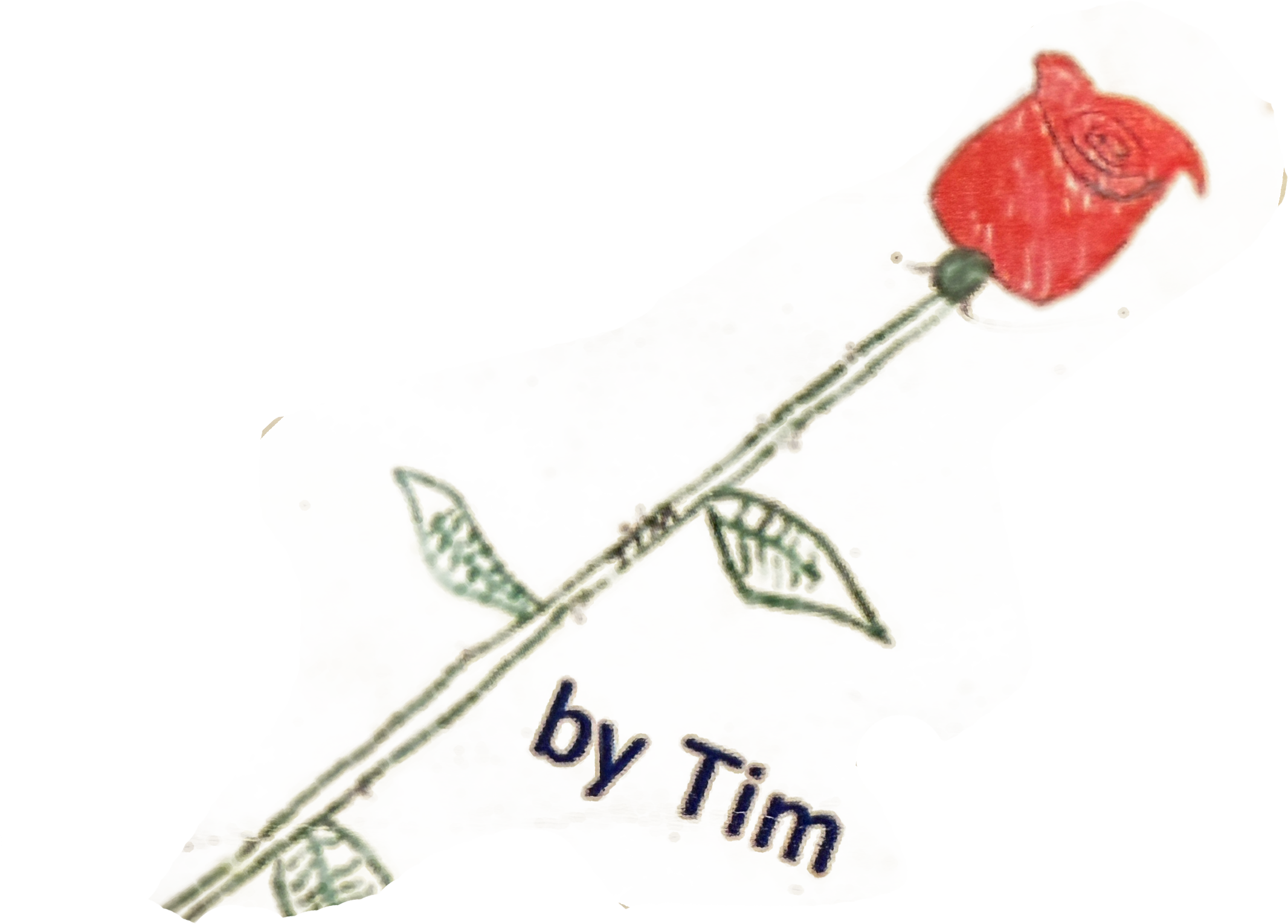 A close-up of a paper with a drawing of a red rose and green leaves, along with the handwritten words 'by Tim'.