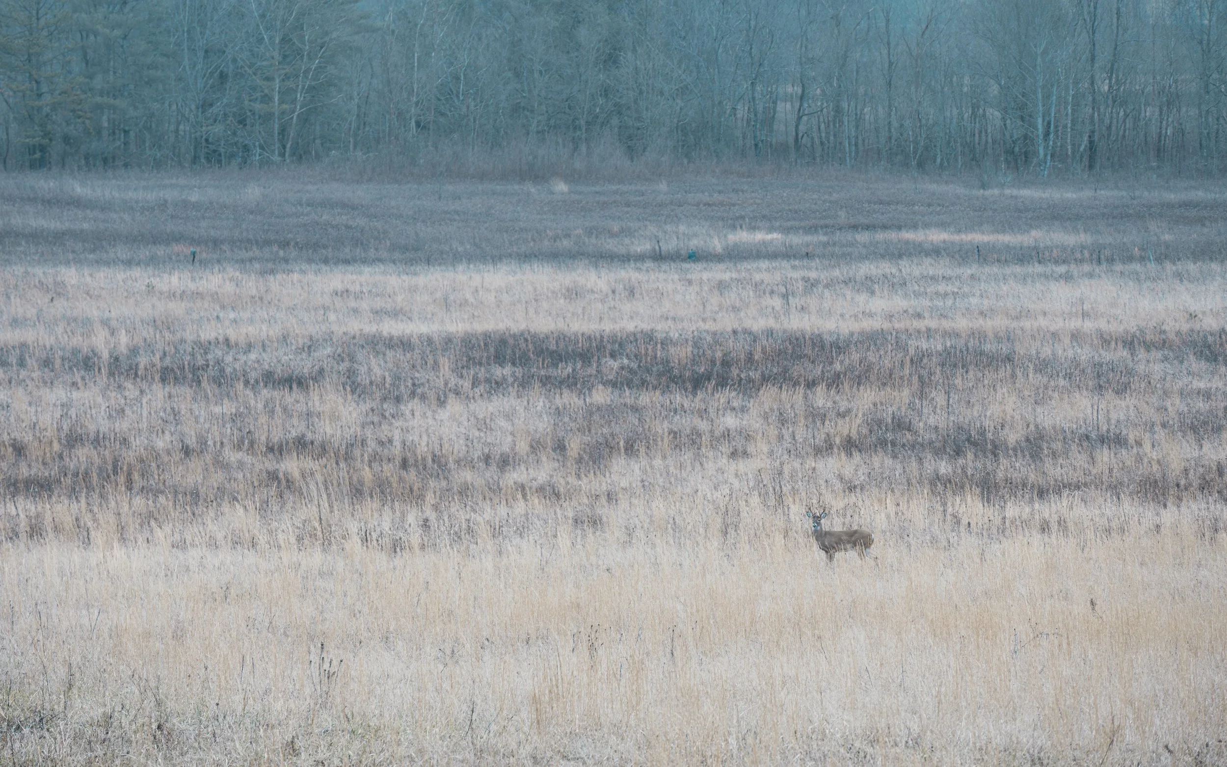 DSC_6766.jpg