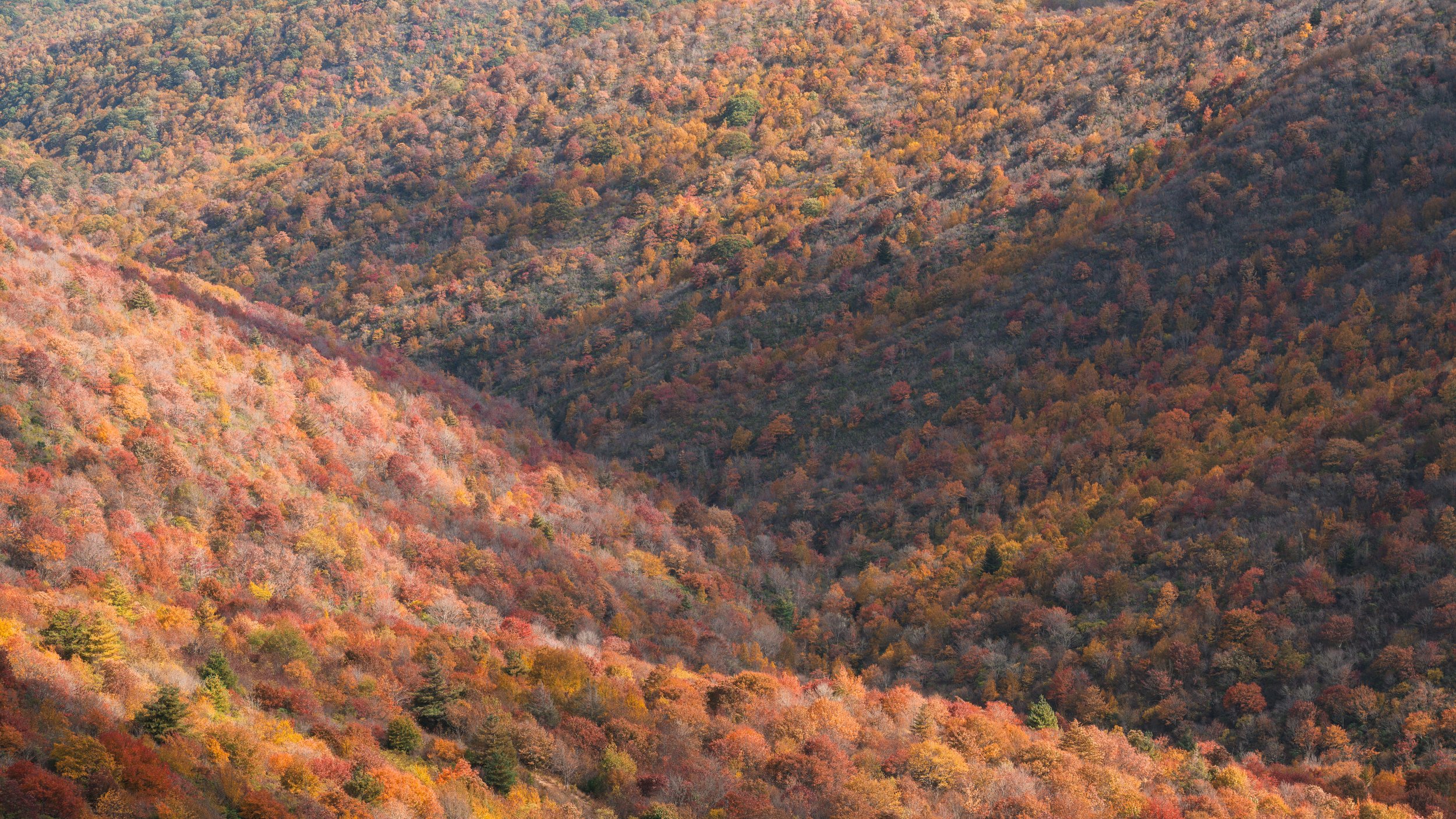 DSC_5503-Edit.jpg