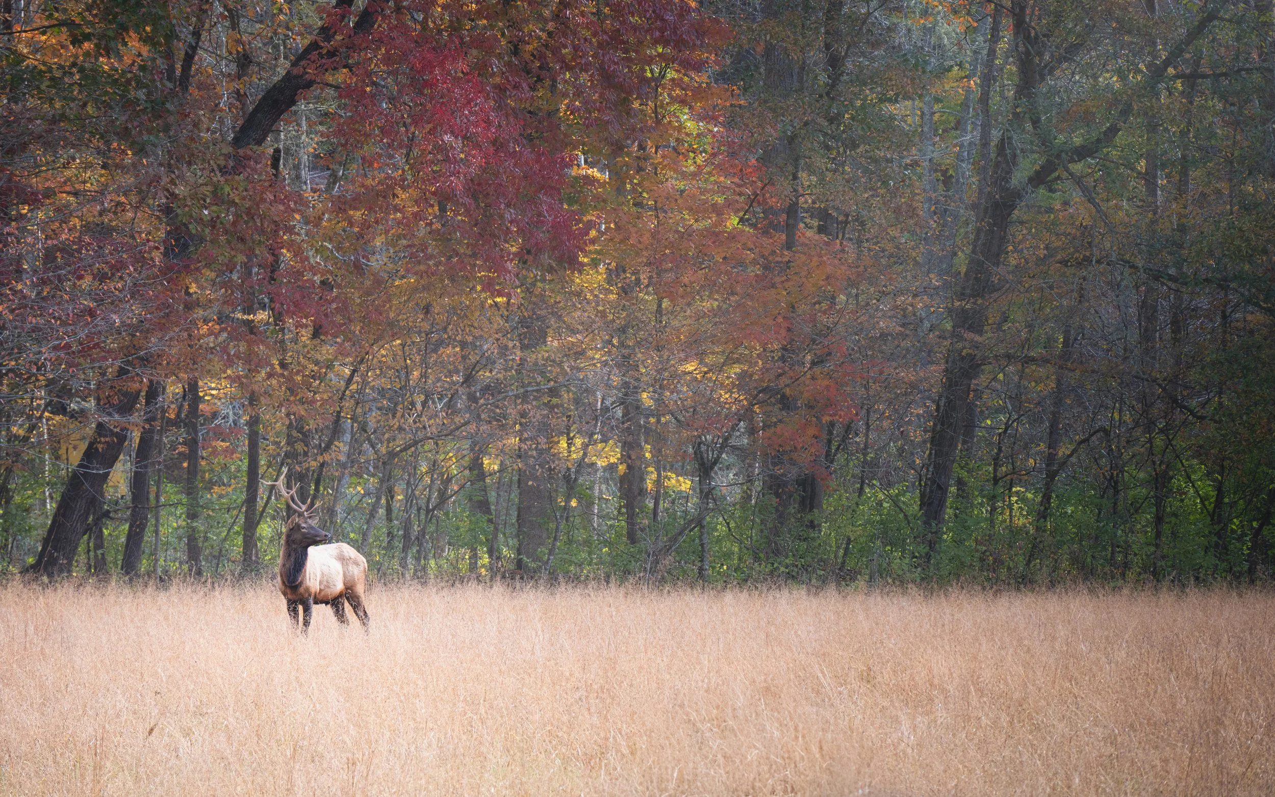 DSC_6530-3.jpg