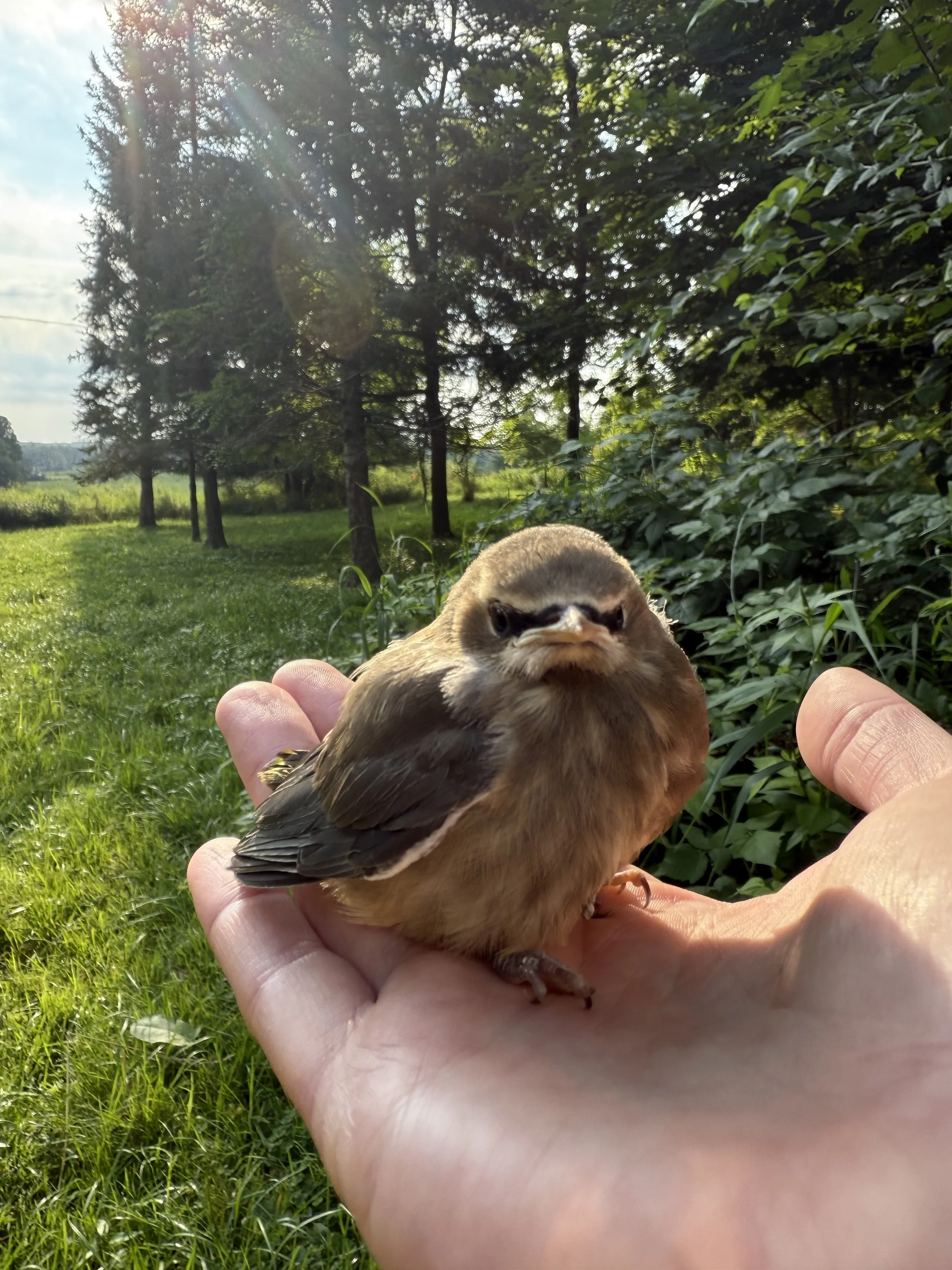 The Wild and Wonderful Birds of Firefly Hill Farm (By Season)