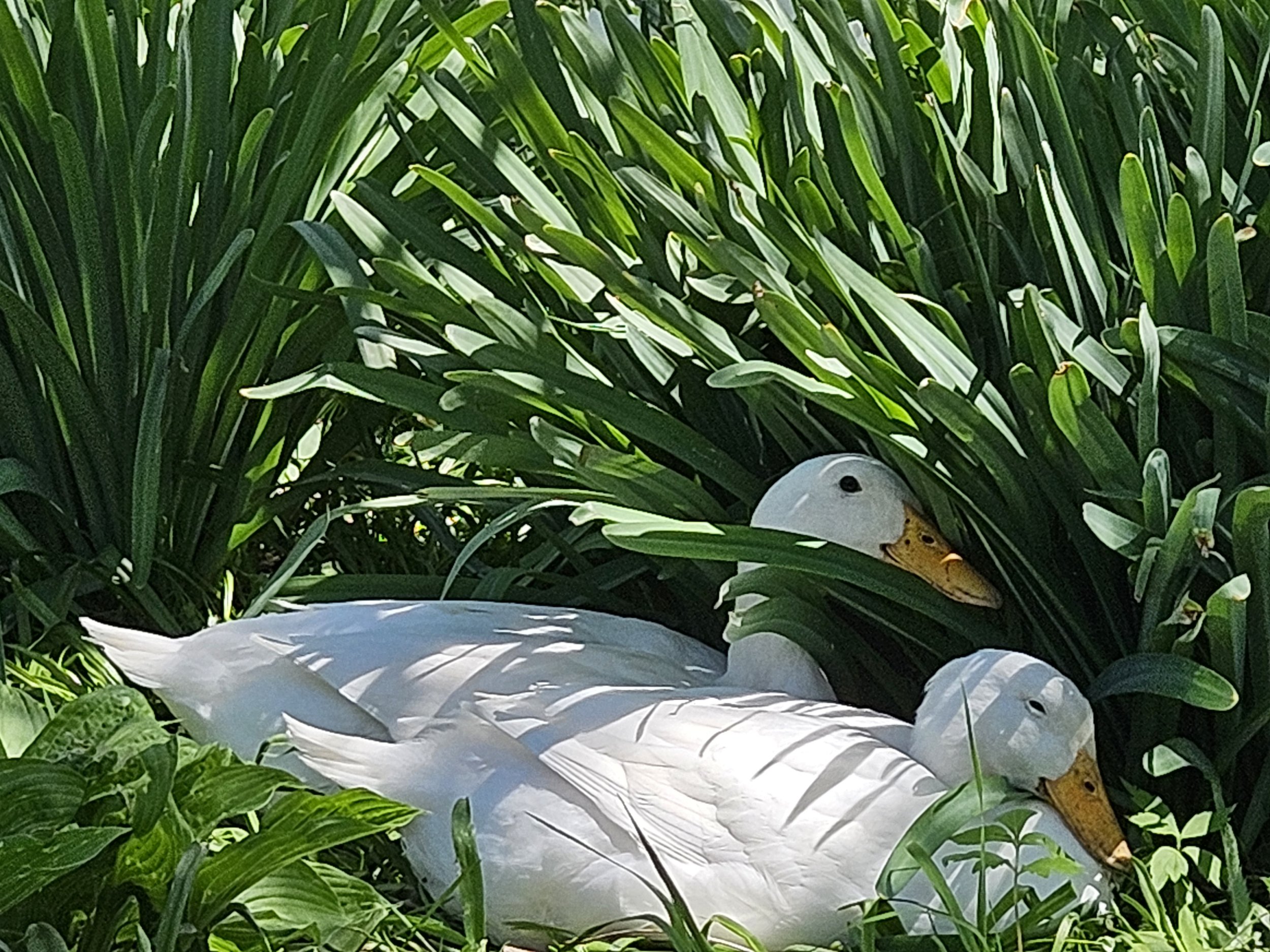 Real Farm Fresh Eggs