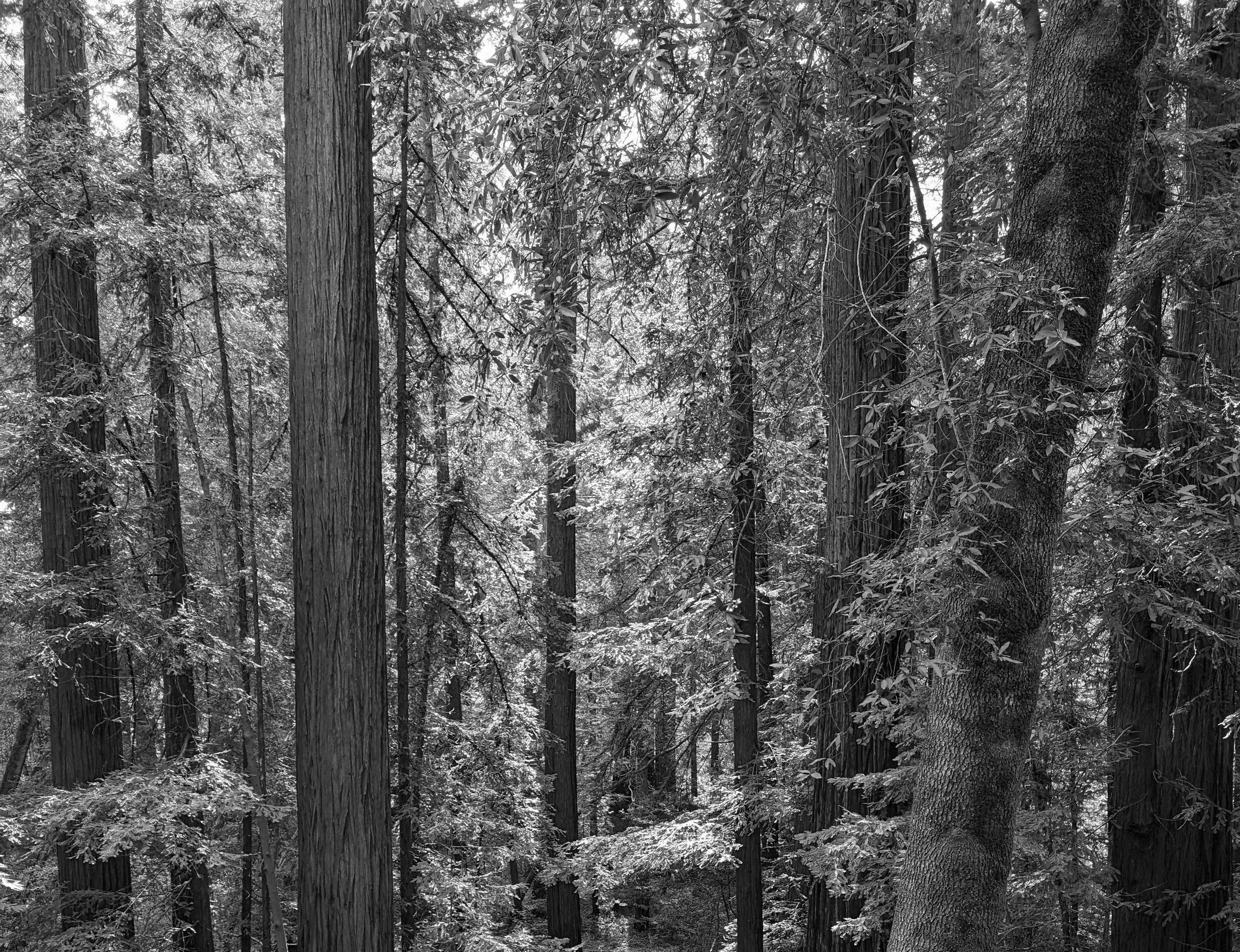 Muerte en un extraño bosque.