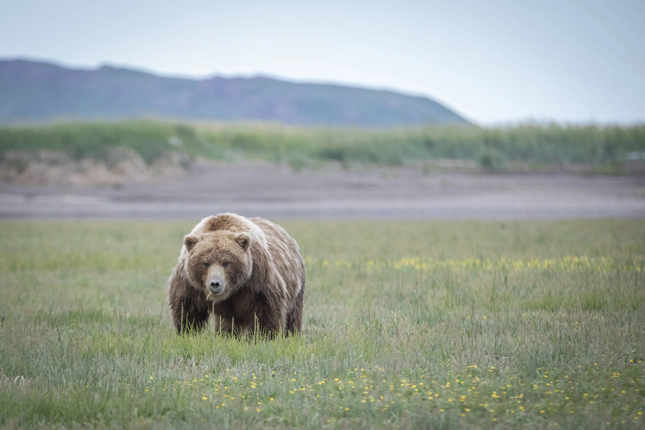 Sedges Toothpick Brown Bear.jpg
