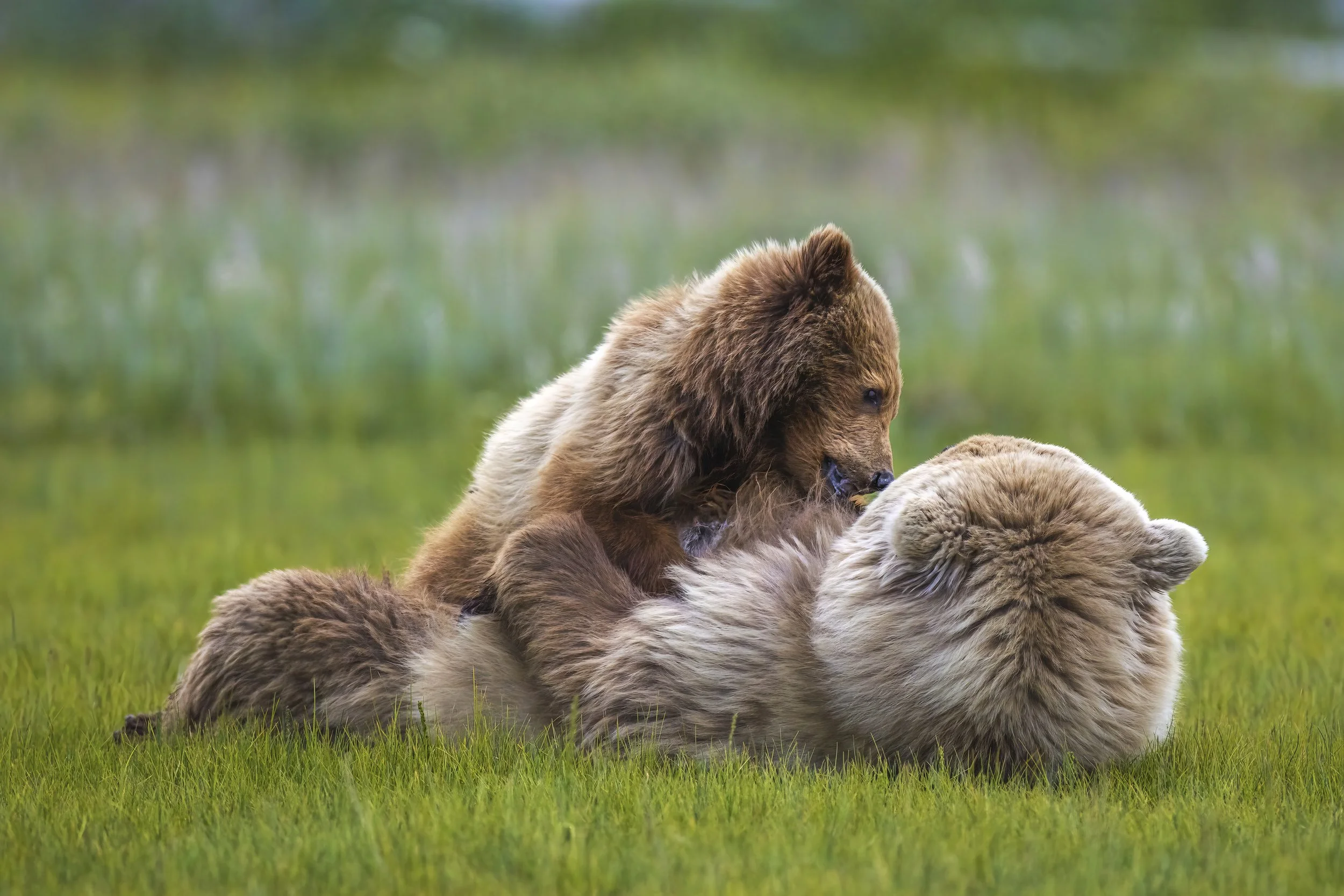 Nursing Cub