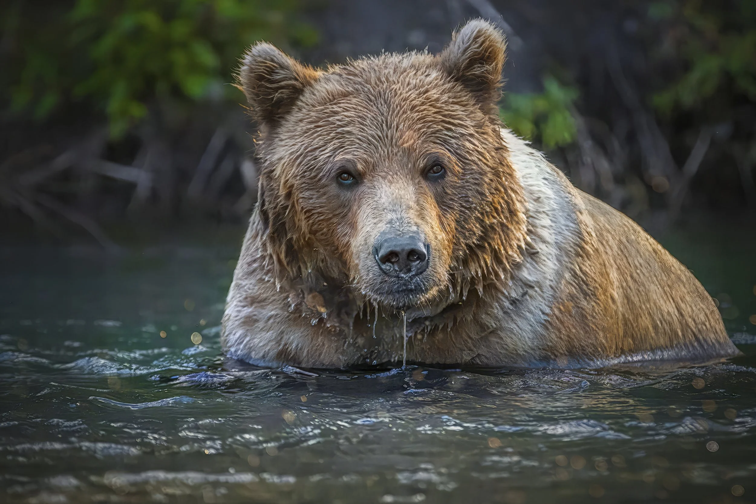 Kenai River Stare Down