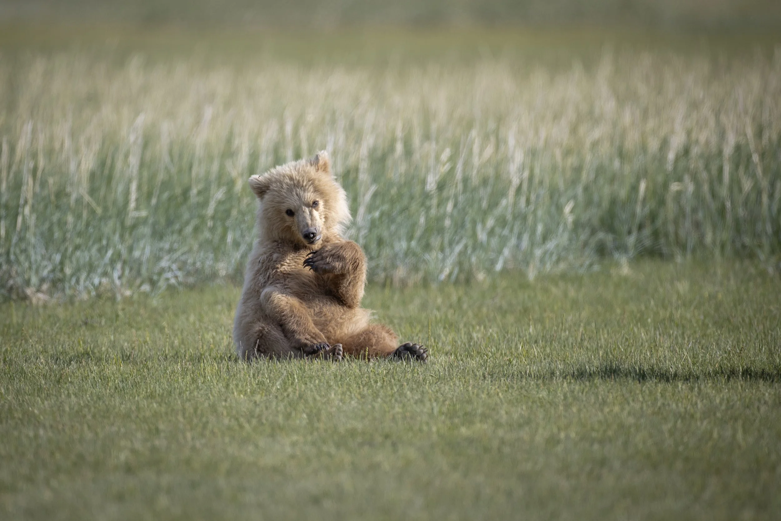 Cute Katmai Cub (Rasterized Final Edit).jpg