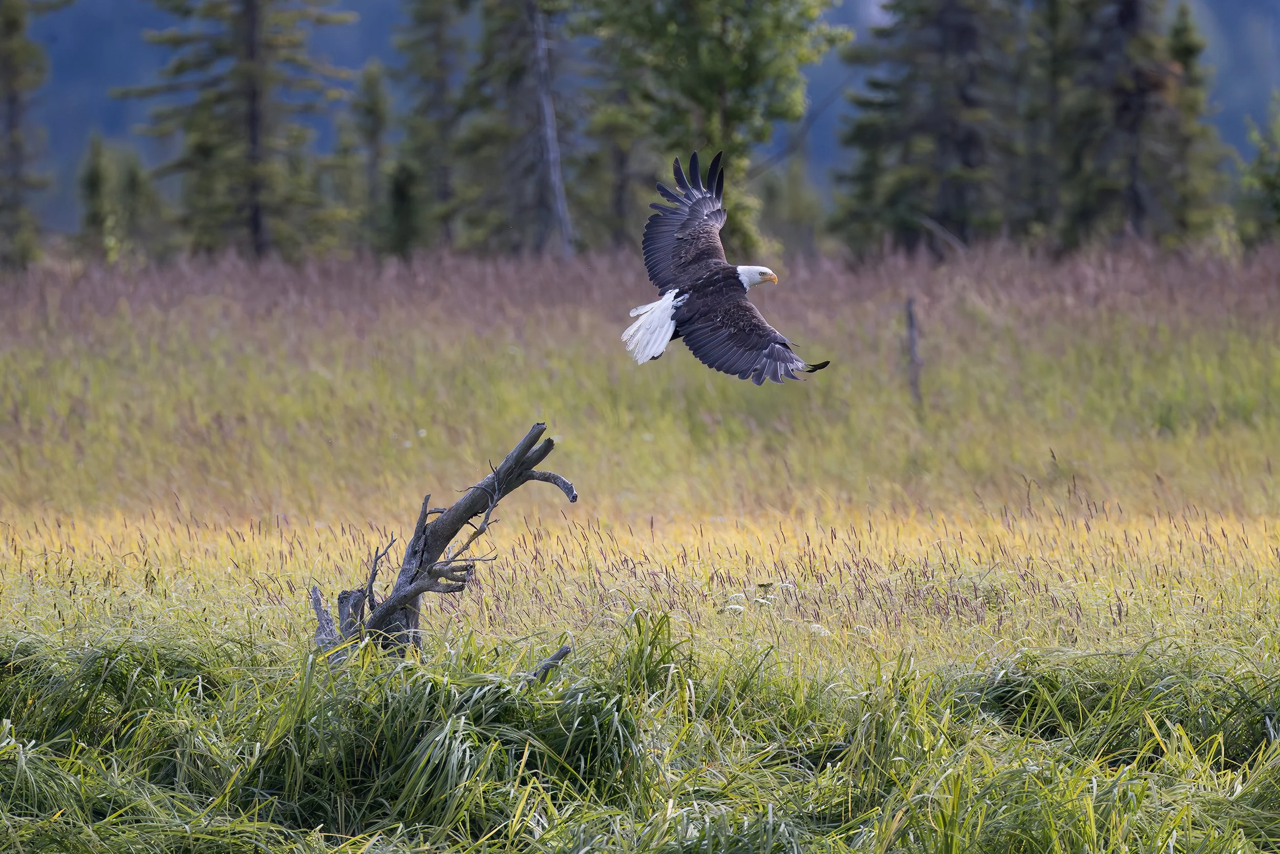 Kenai Lift Off