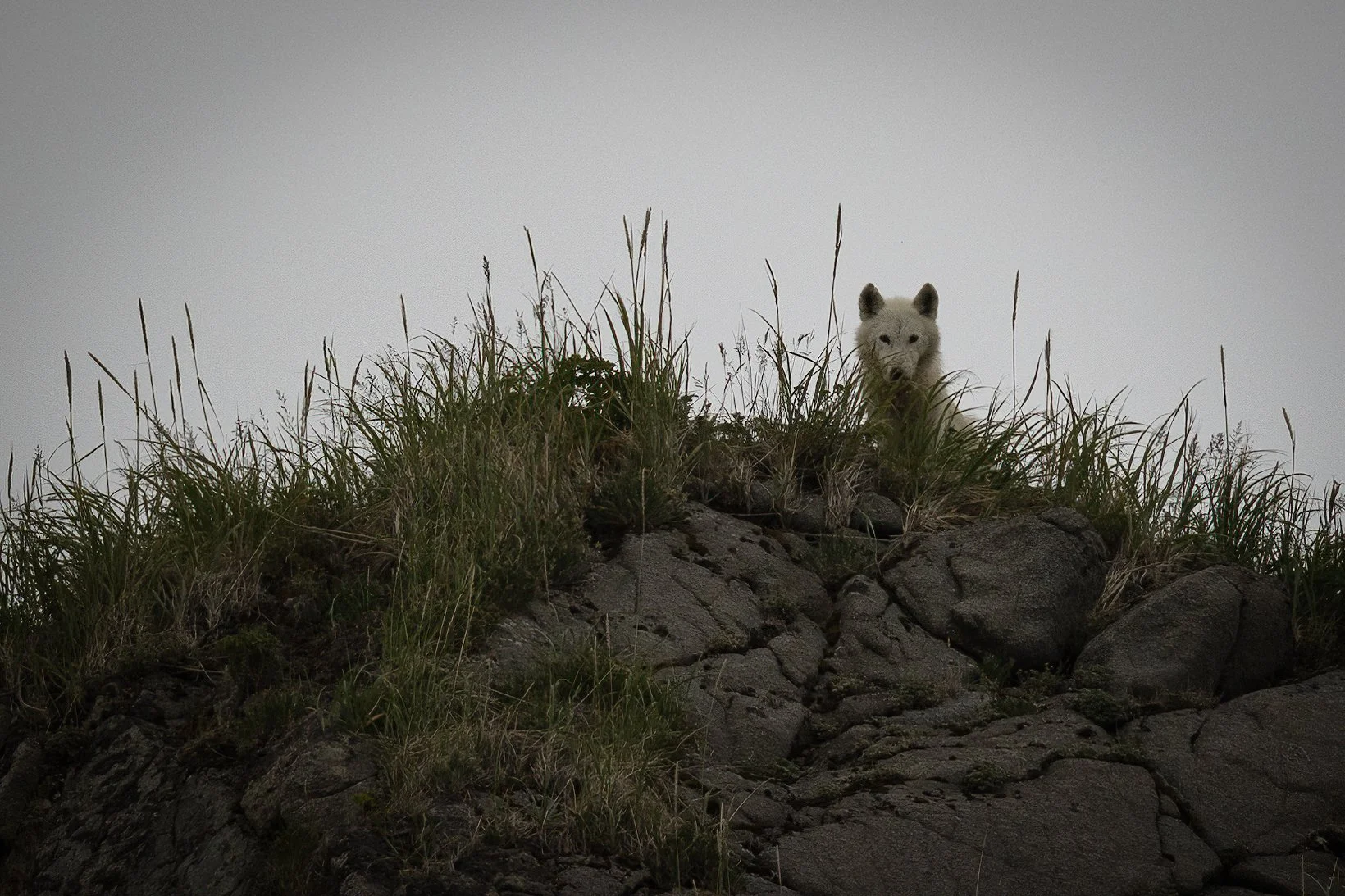 Lone Wolf.jpg