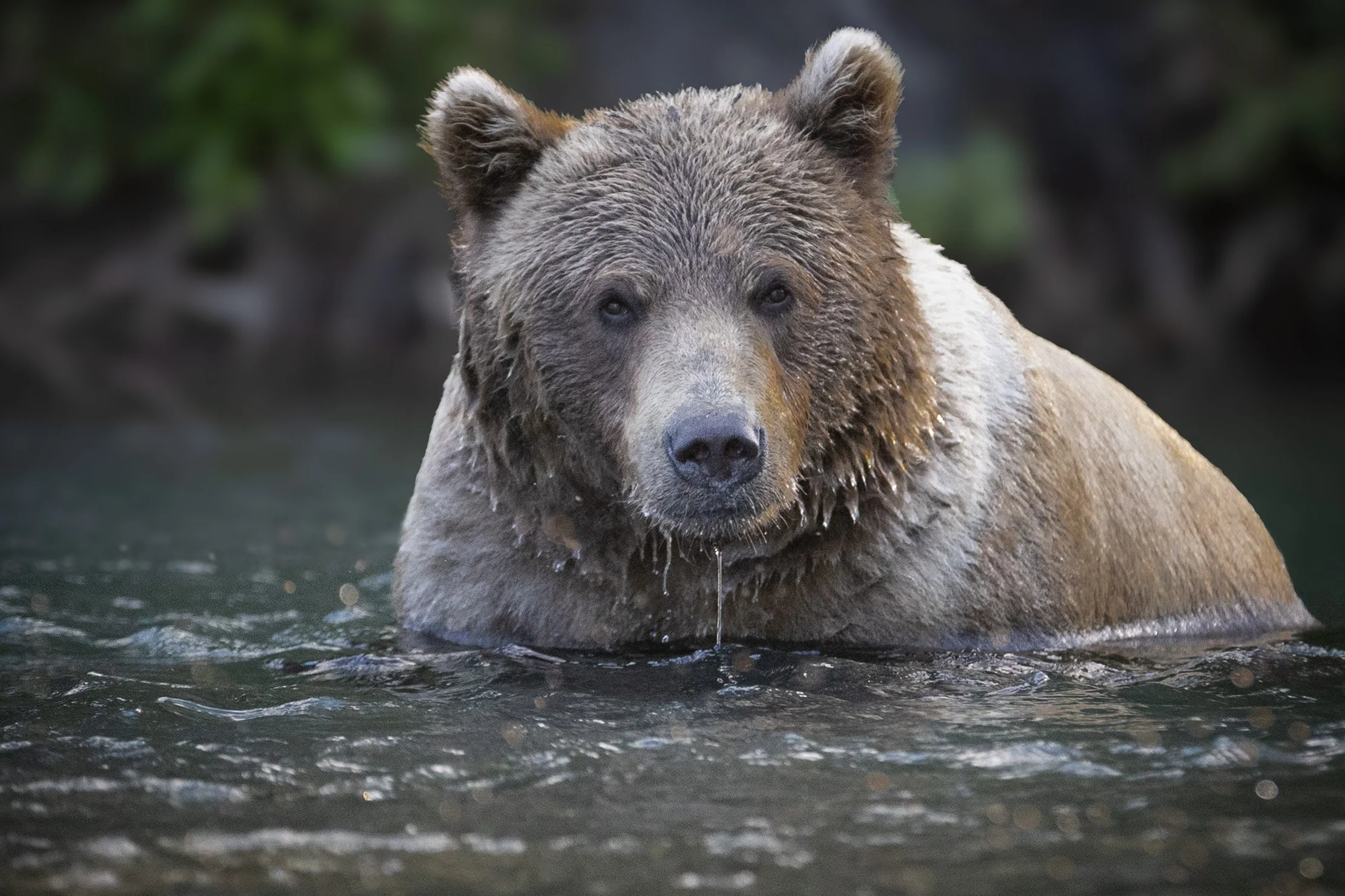 Kenai River Stare Down