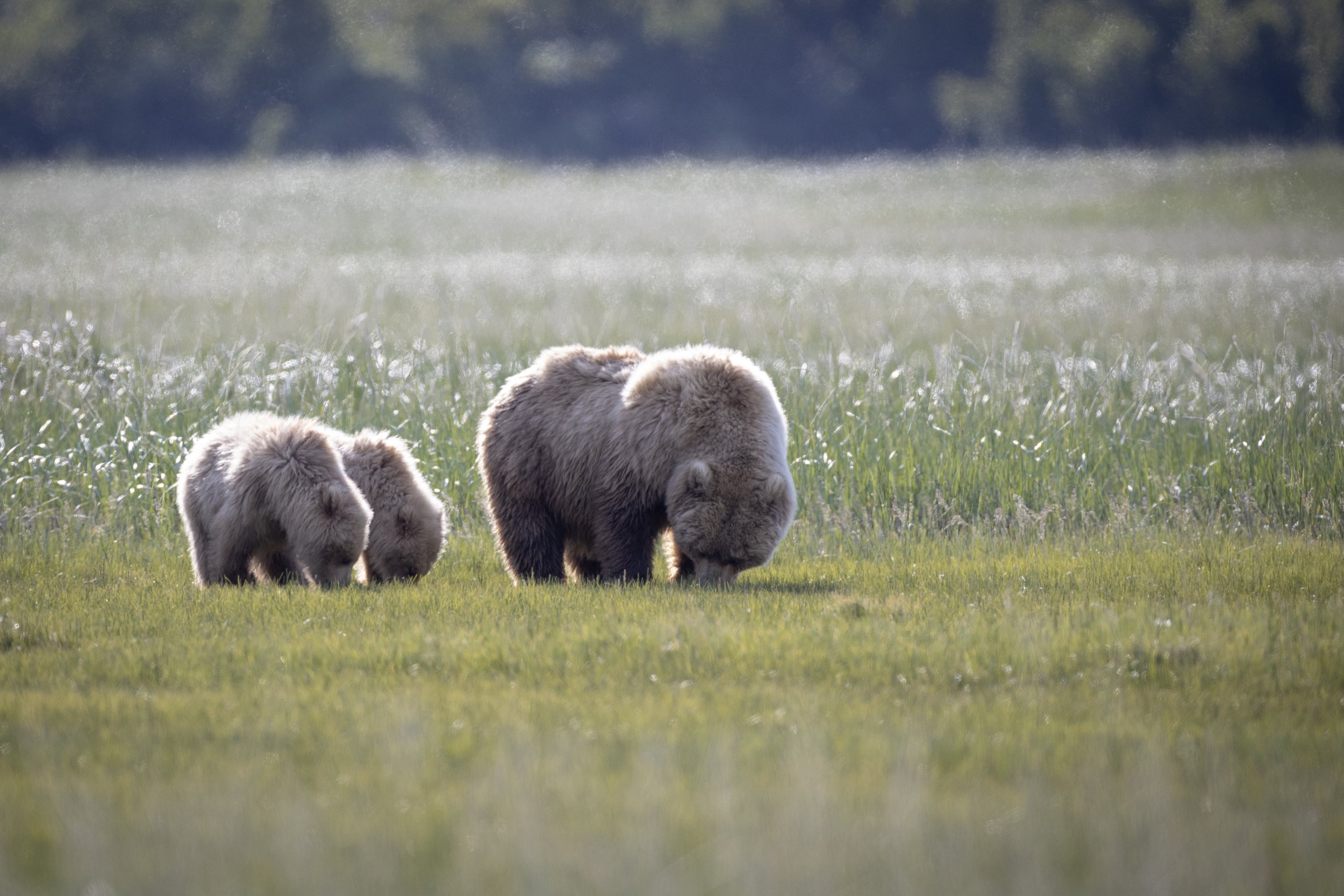 A Family That Grazes Together.jpg
