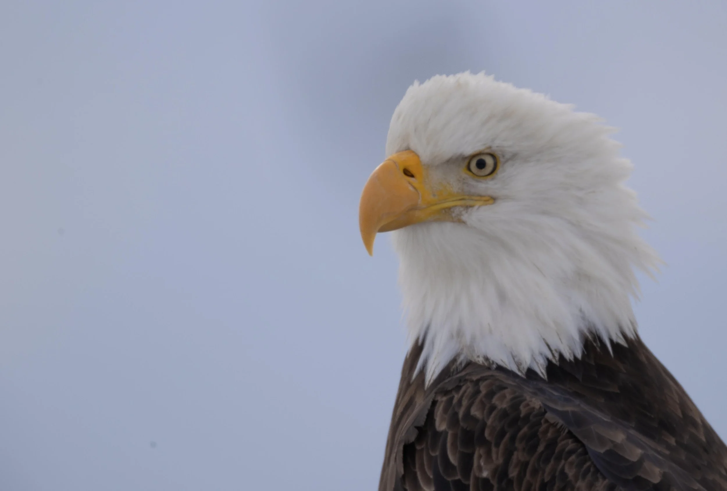 Kenai Eagle Portrait