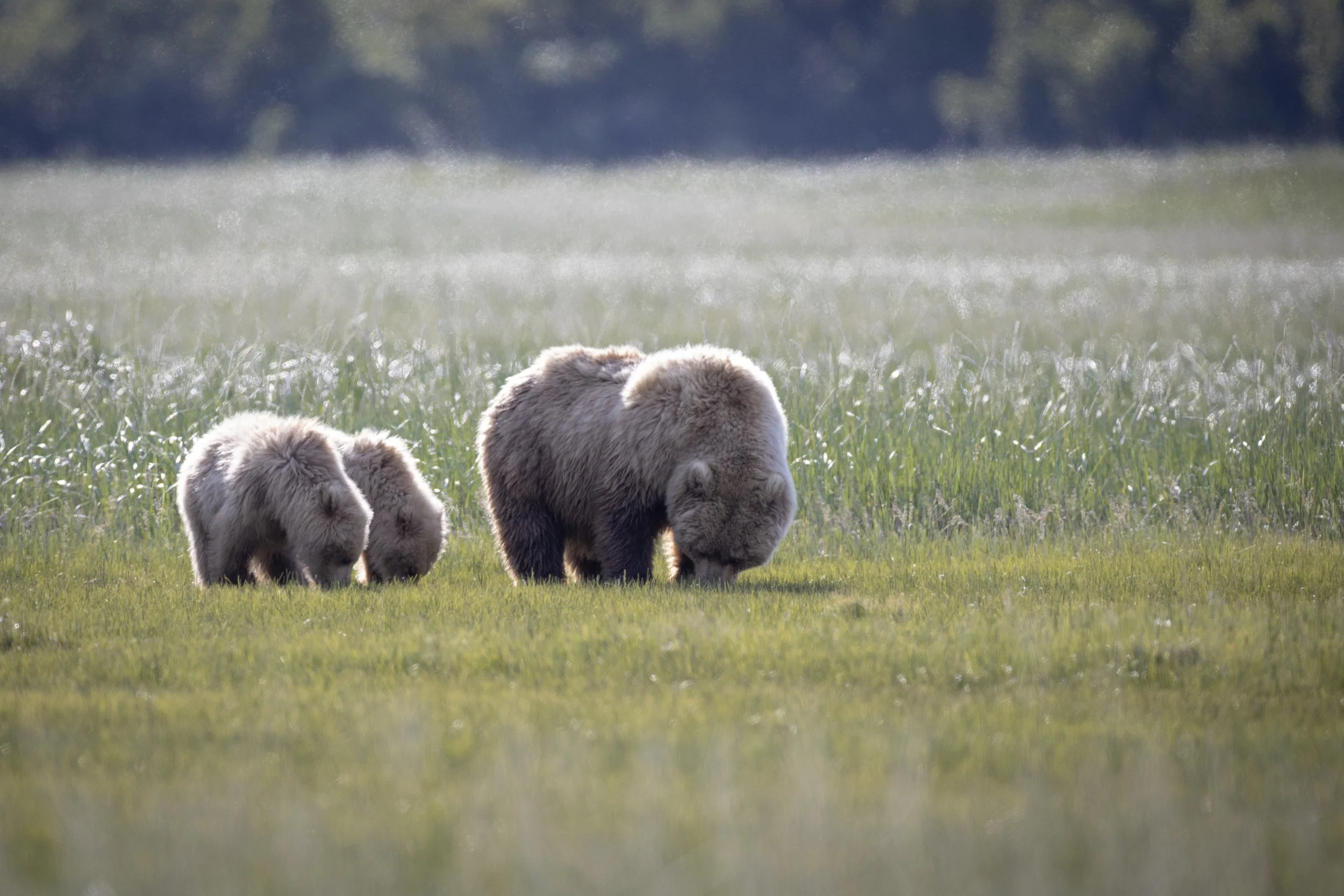 A Family That Grazes Together