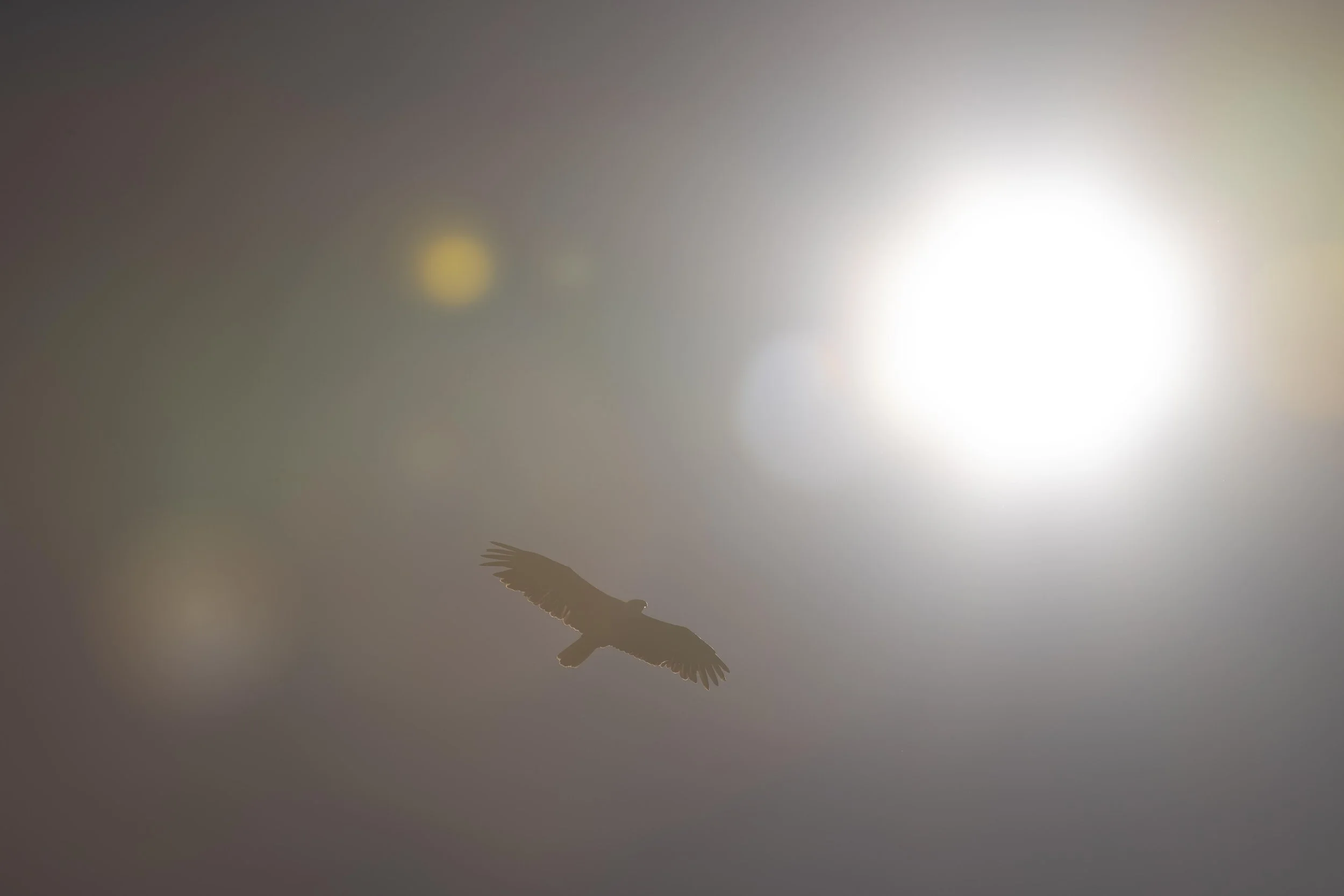 Sun Kissed Eagle