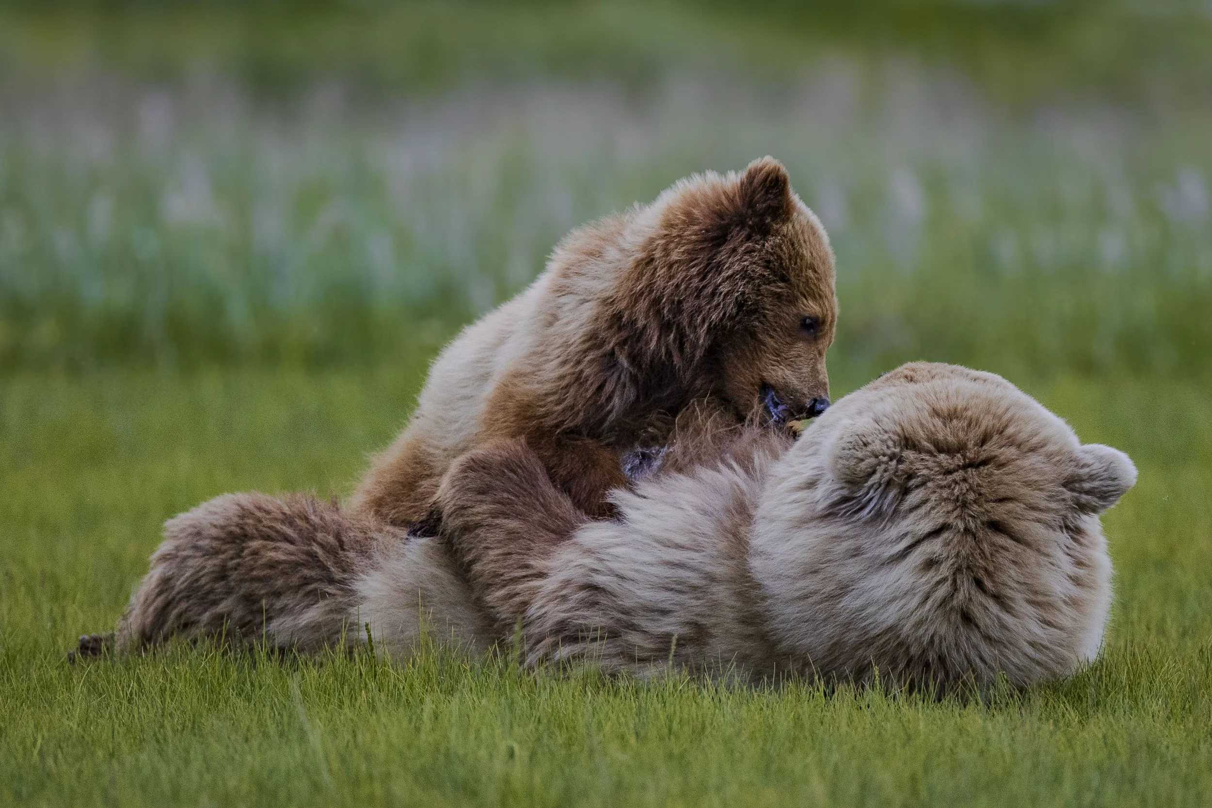 Nursing Cub (Final Draft Topaz Sharpening).JPG
