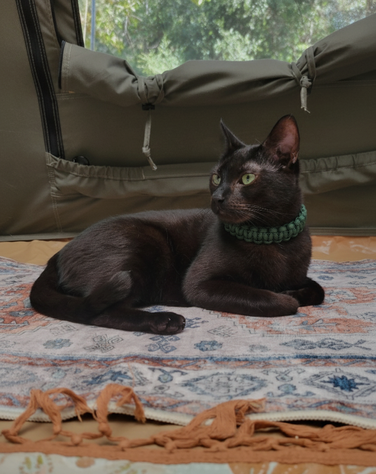 Black cat wearing unique and premium collar made of paracord.