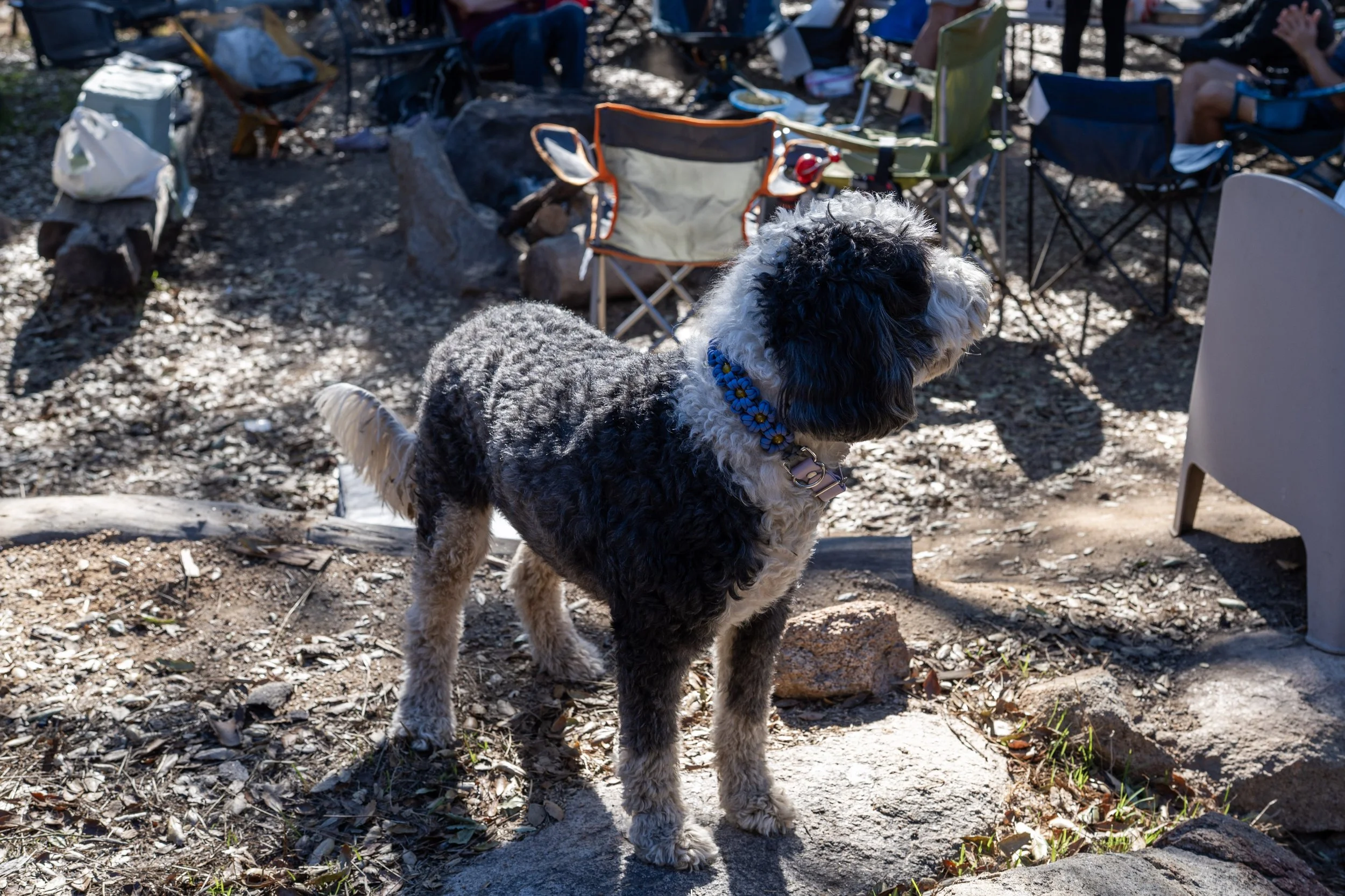 Black cat wearing cute pink collar made of paracord. The paracord is weaved in the shape of daisies.