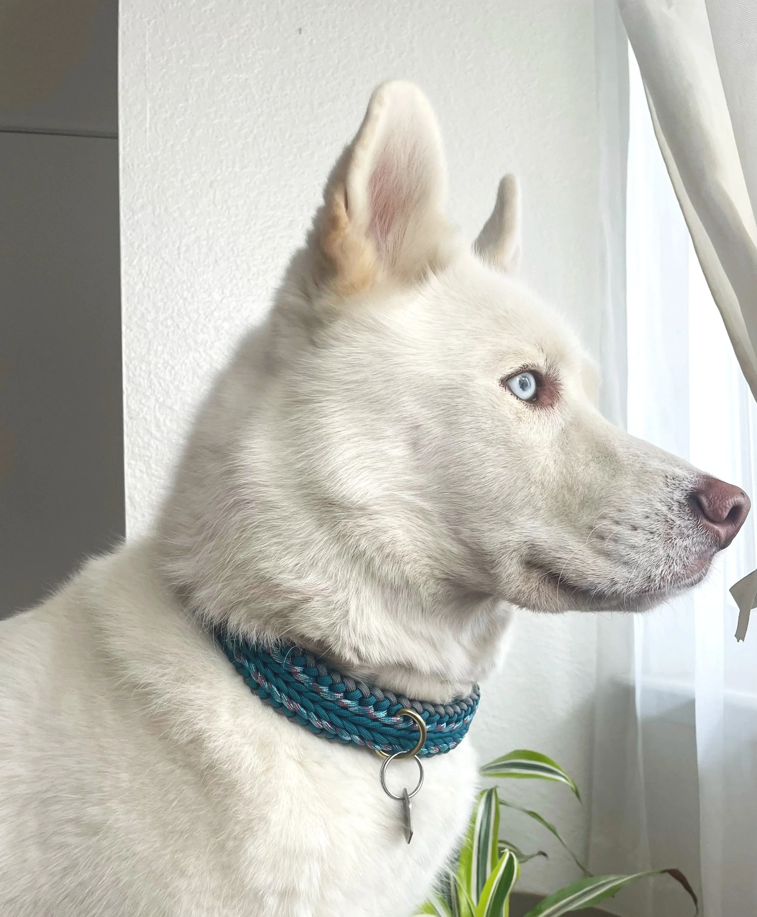 White dog with blue eyes looking out a window, wearing a cute custom collar woven from paracord.
