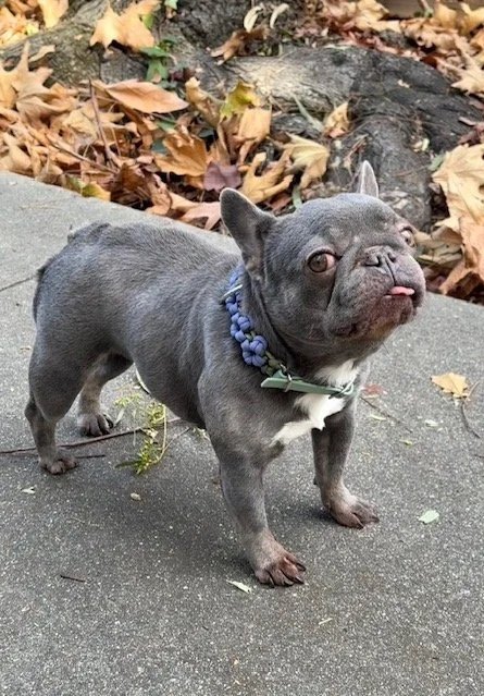 A small gray French Bulldog with a cute, custom paracord collar, standing on a sidewalk surrounded by fallen autumn leaves.