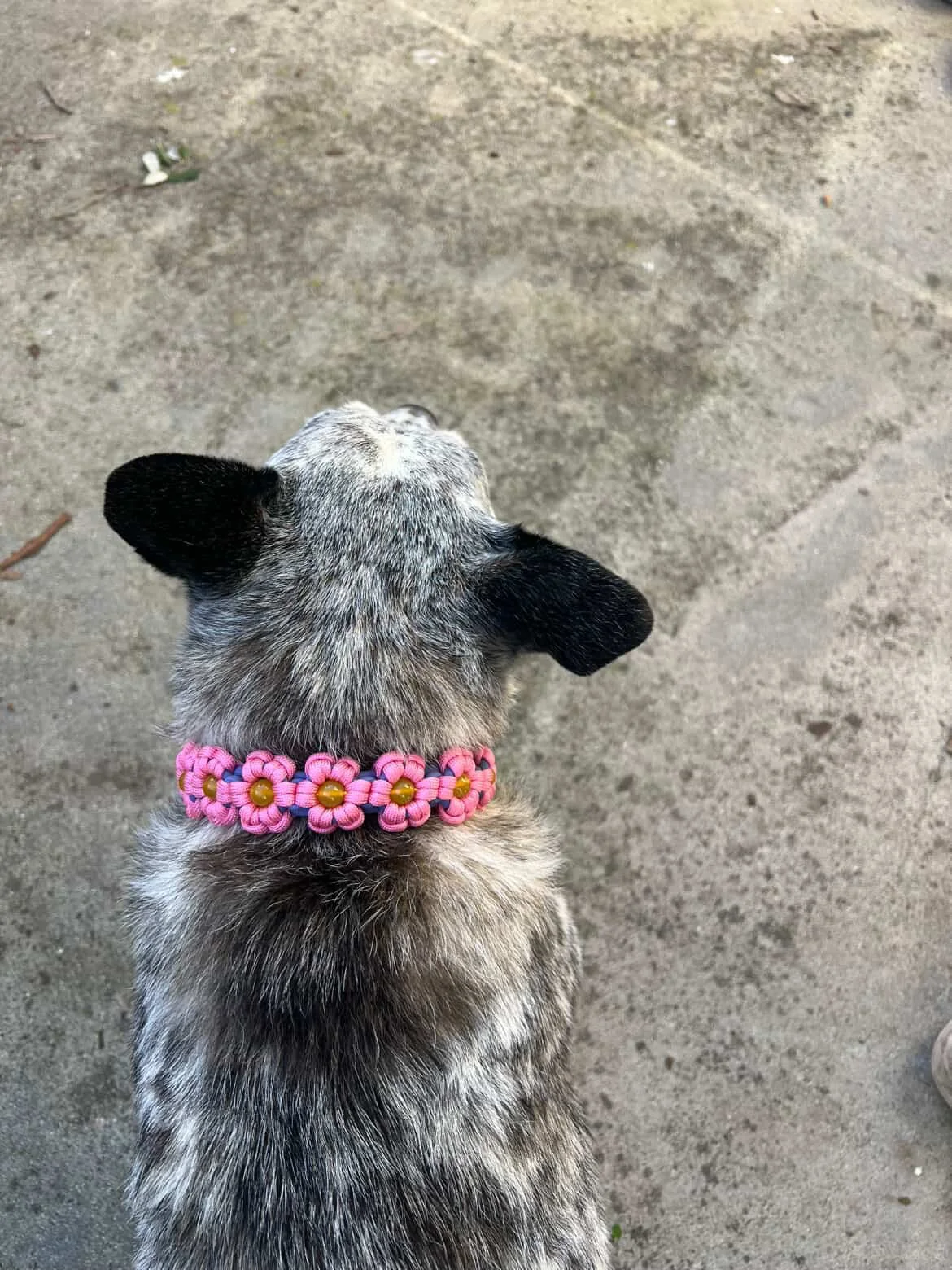 Dog with pink daisy paracord collar.