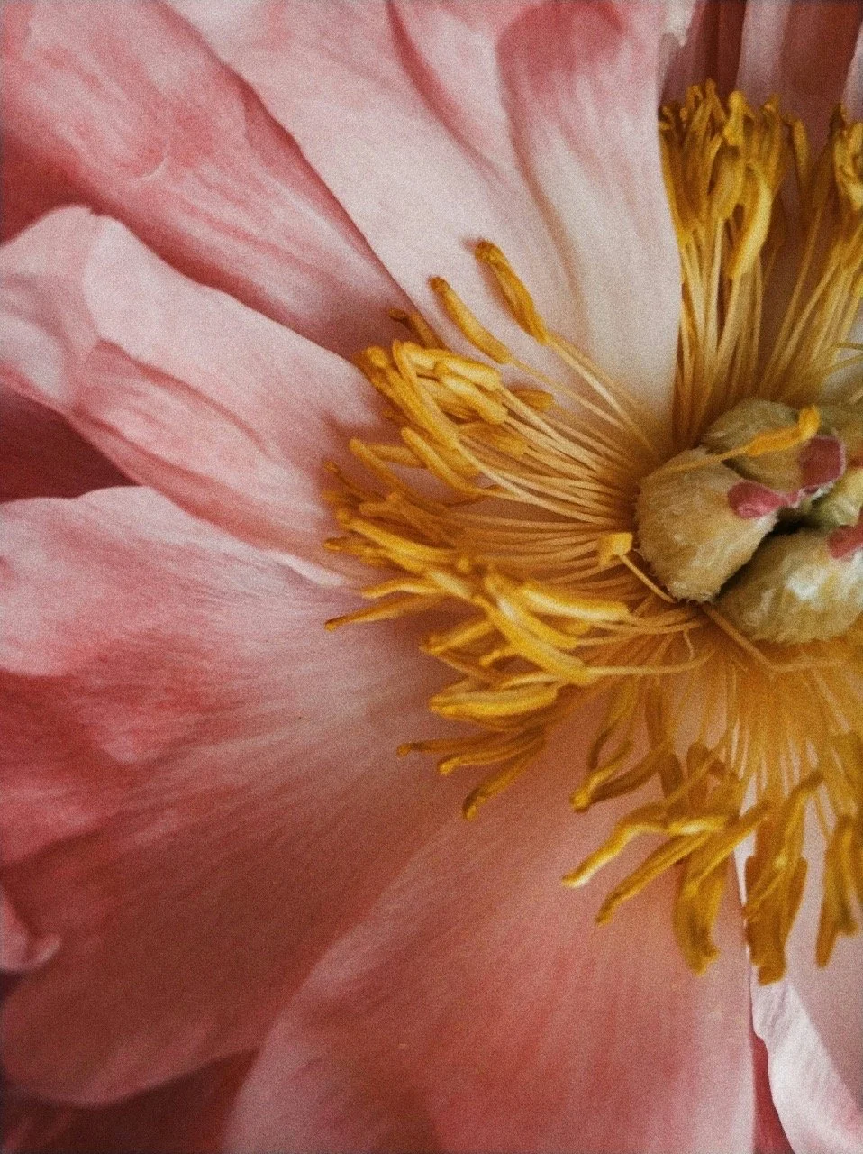 Close-up of a pink flower with yellow stamens and a pale central pistil.