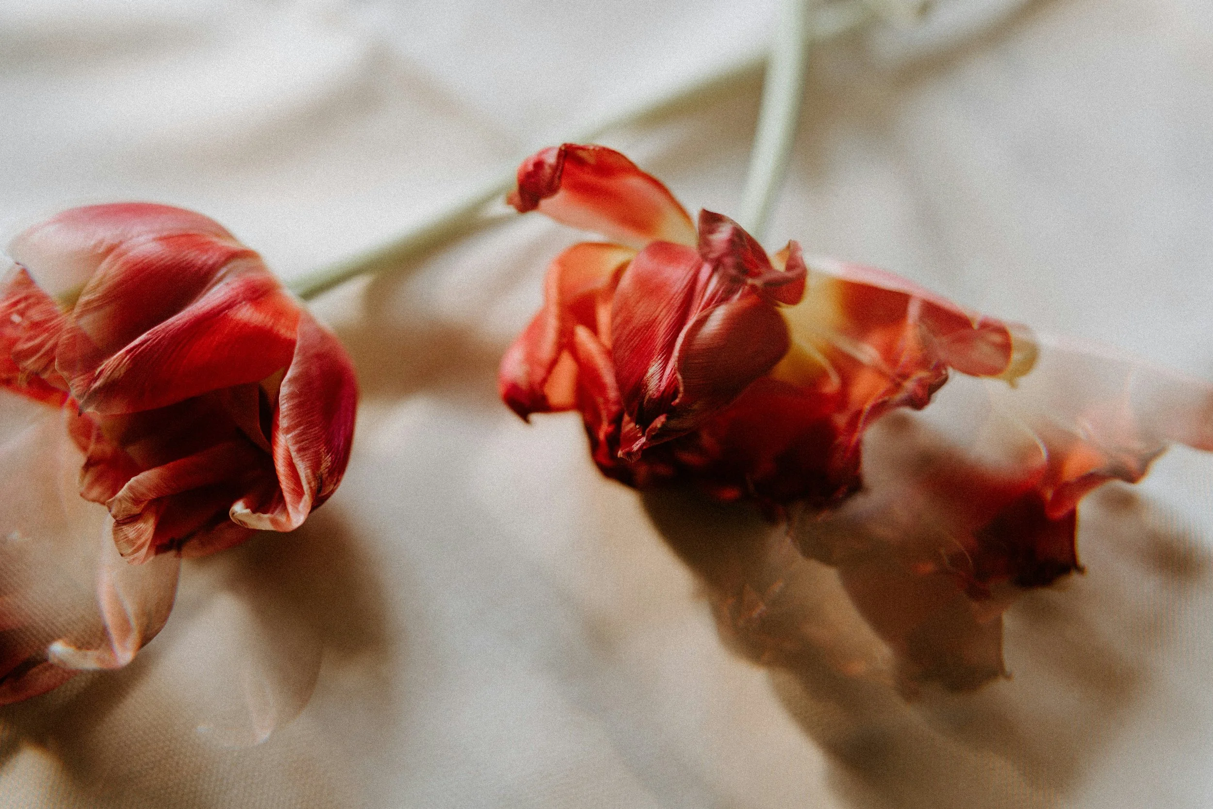 Two withered red and pink flowers lying on a white surface with their reflections visible.