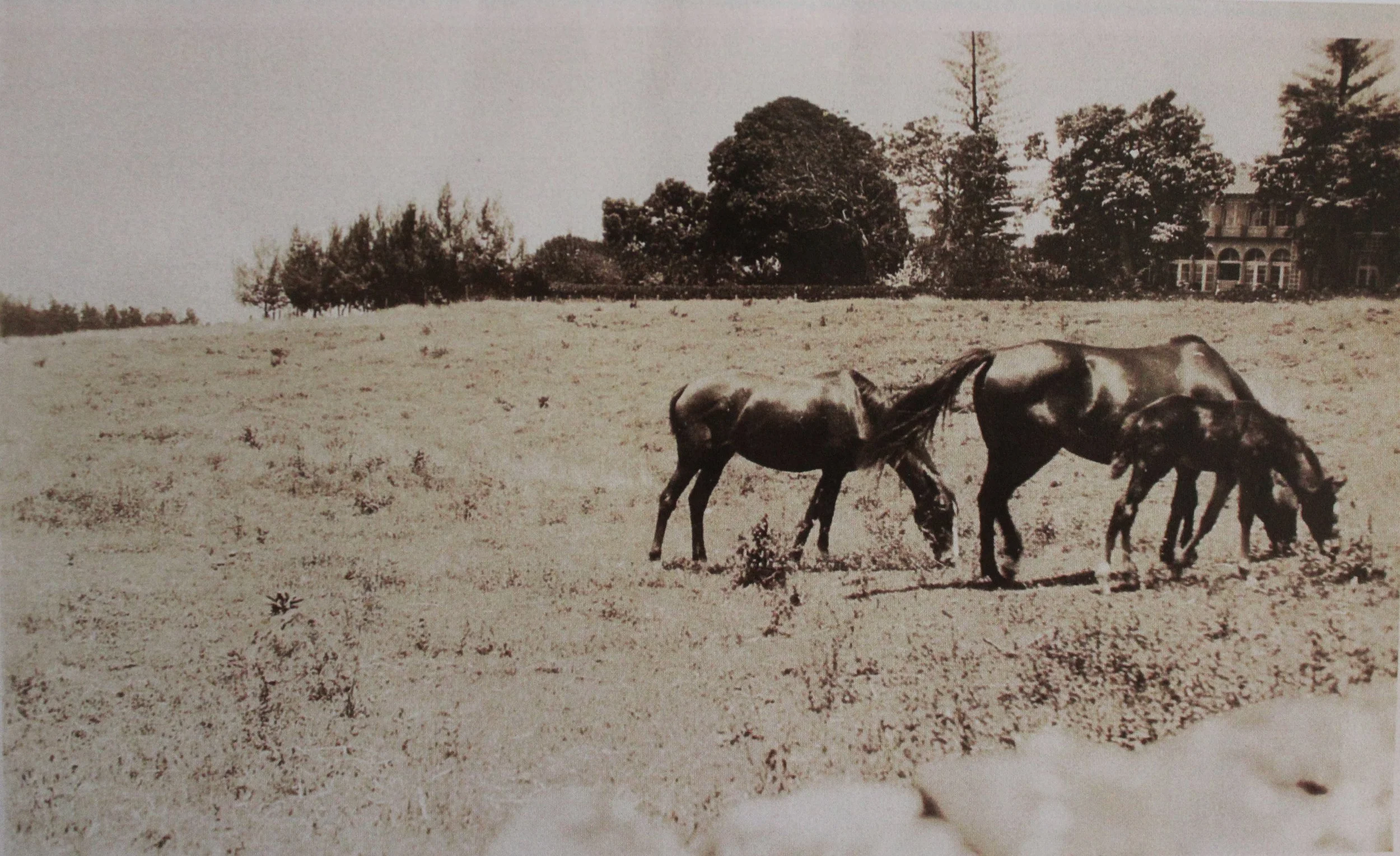 Black and white photo of three horses grazing on a grassy field with trees and a house in the background.