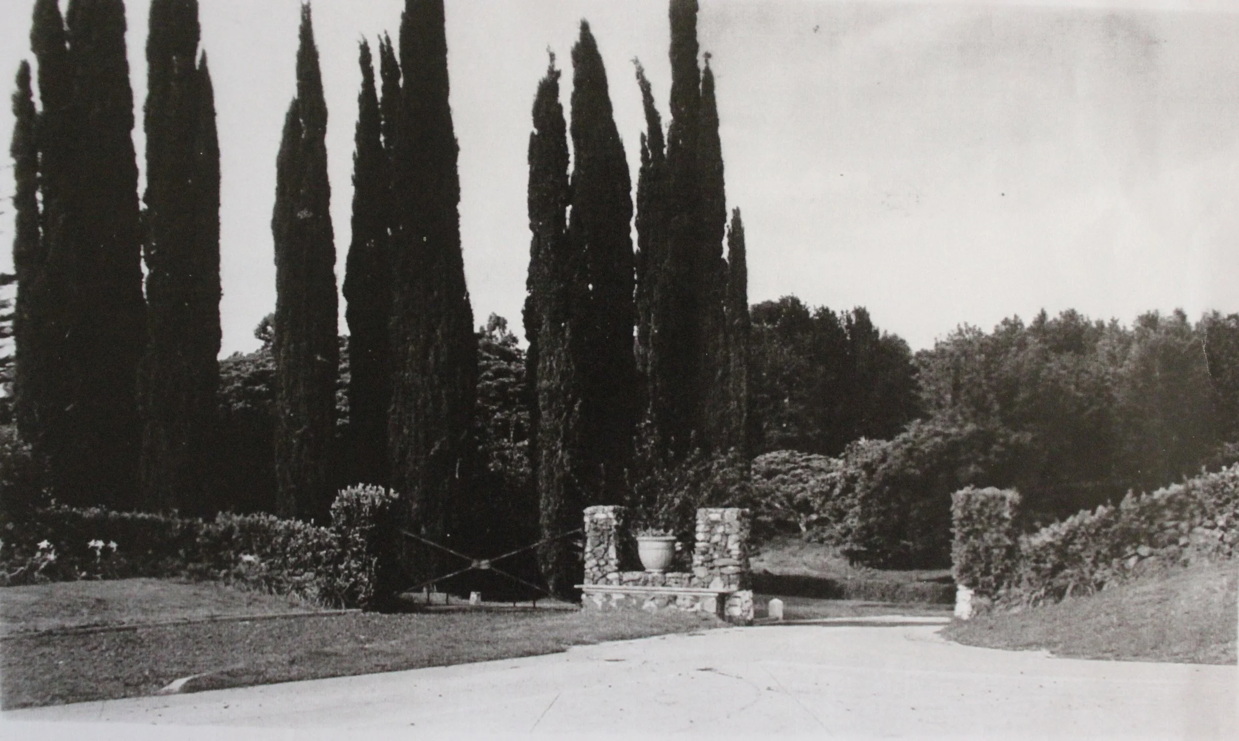 A black-and-white photograph of tall, narrow trees in the background with a garden or outdoor area in the foreground. The foreground shows a lawn, stone posts, a small fountain, and various bushes and plants.